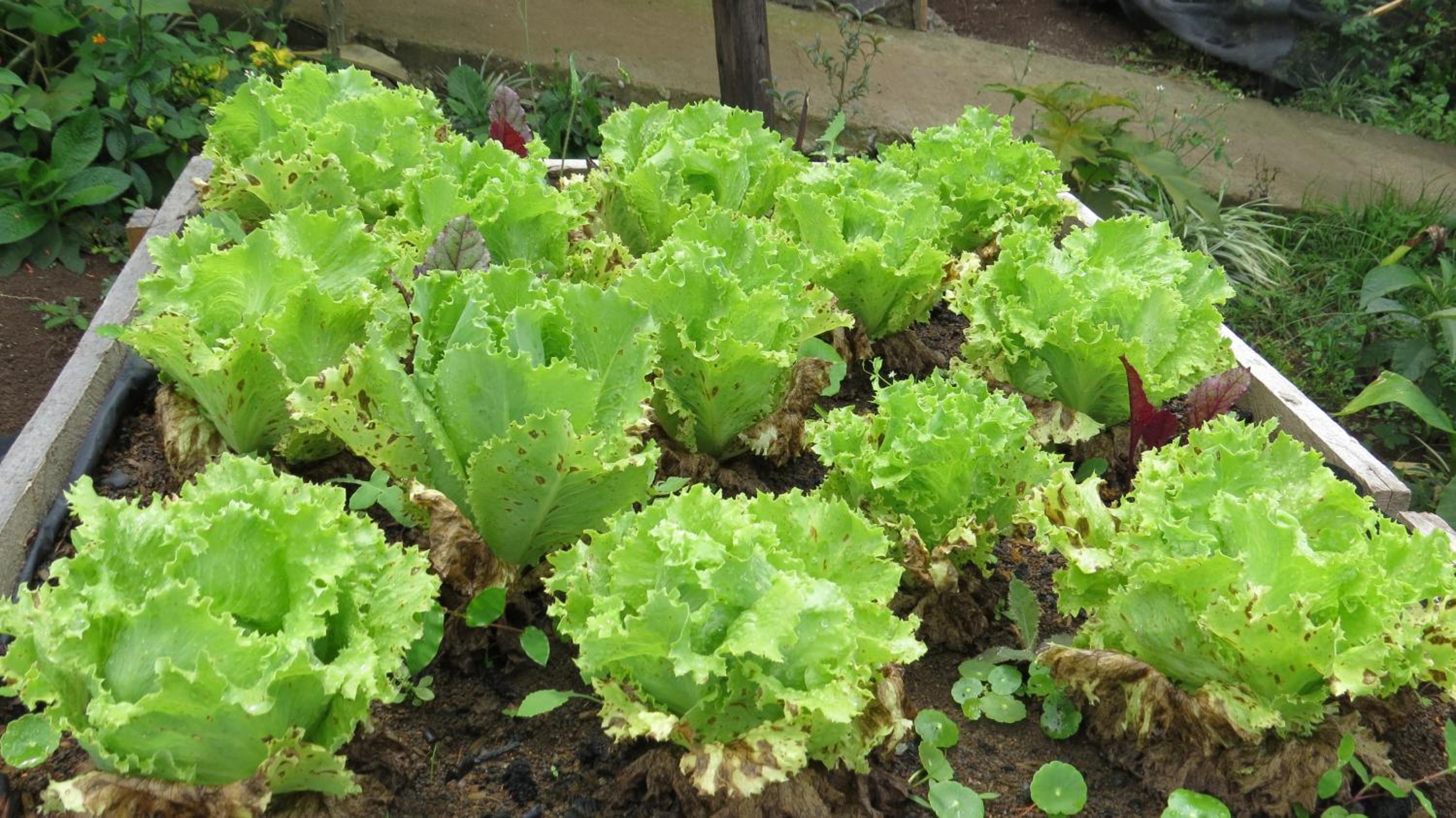 Rinconcito Verde