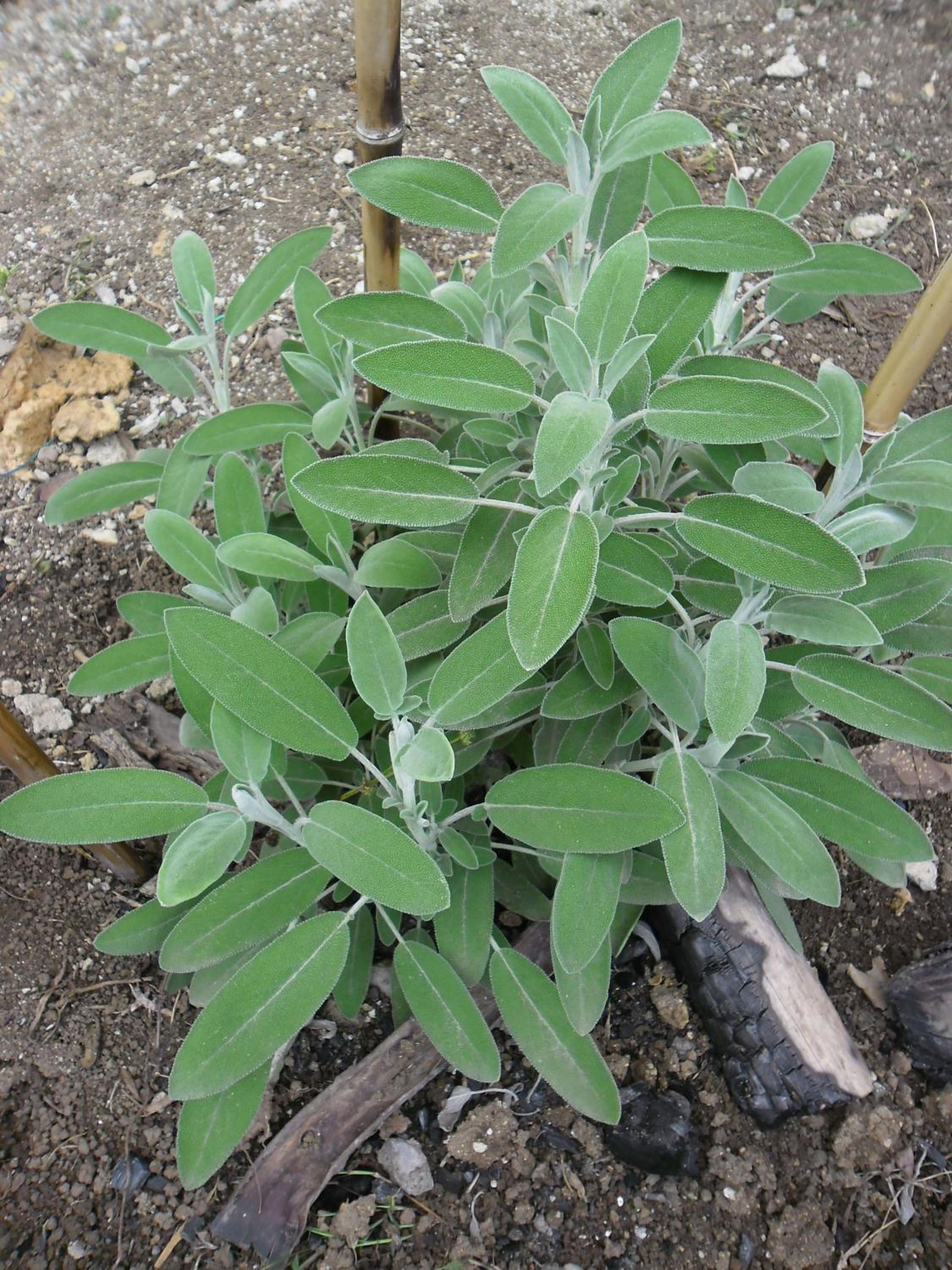 Rinconcito Verde