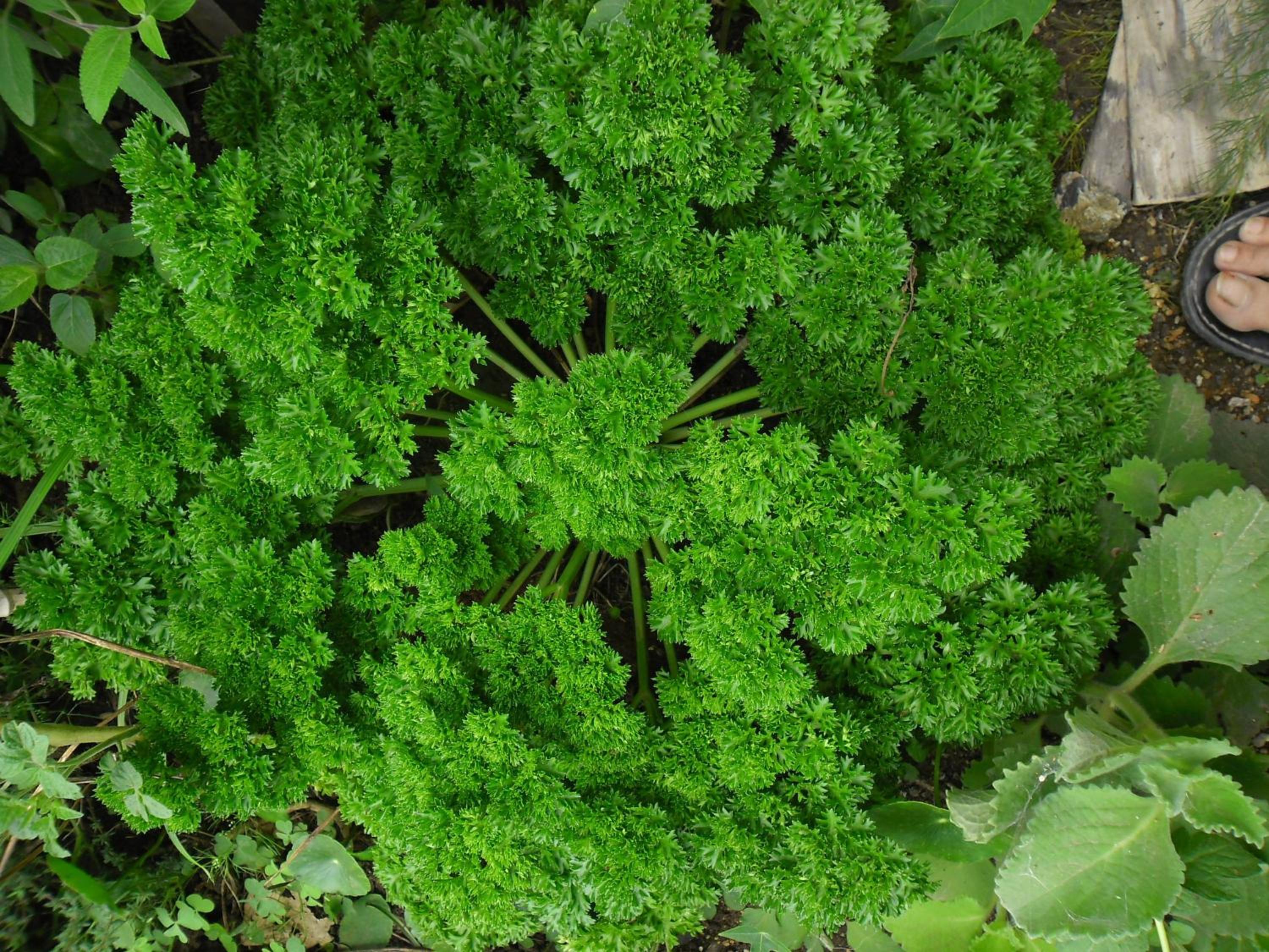 Rinconcito Verde