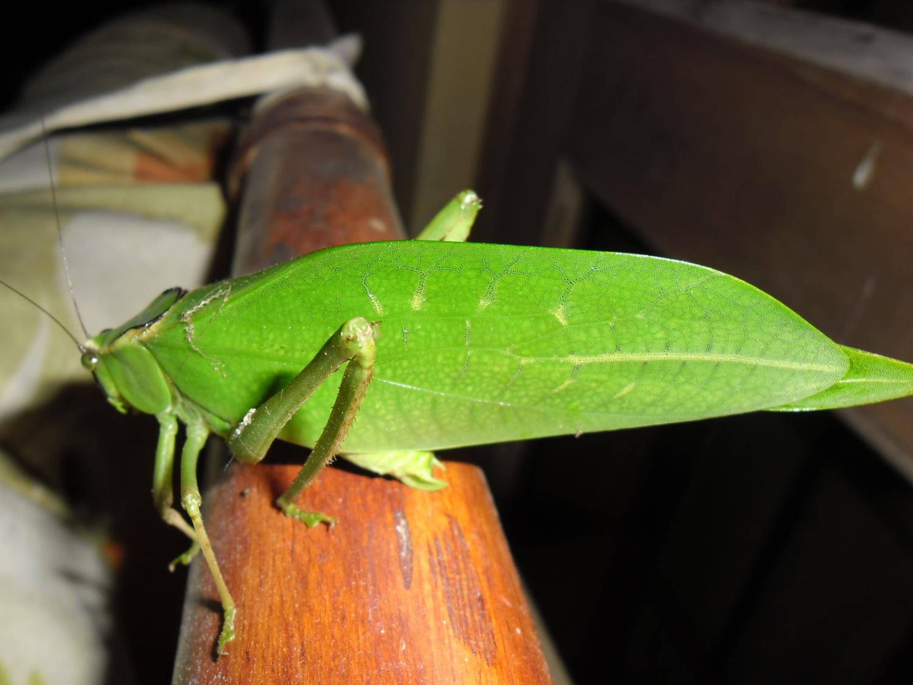 Rinconcito Verde