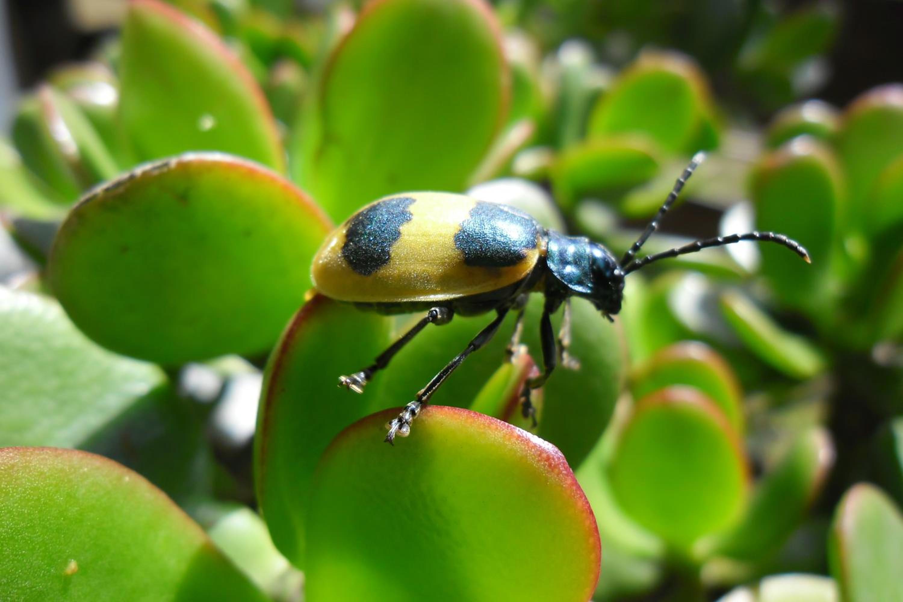Rinconcito Verde