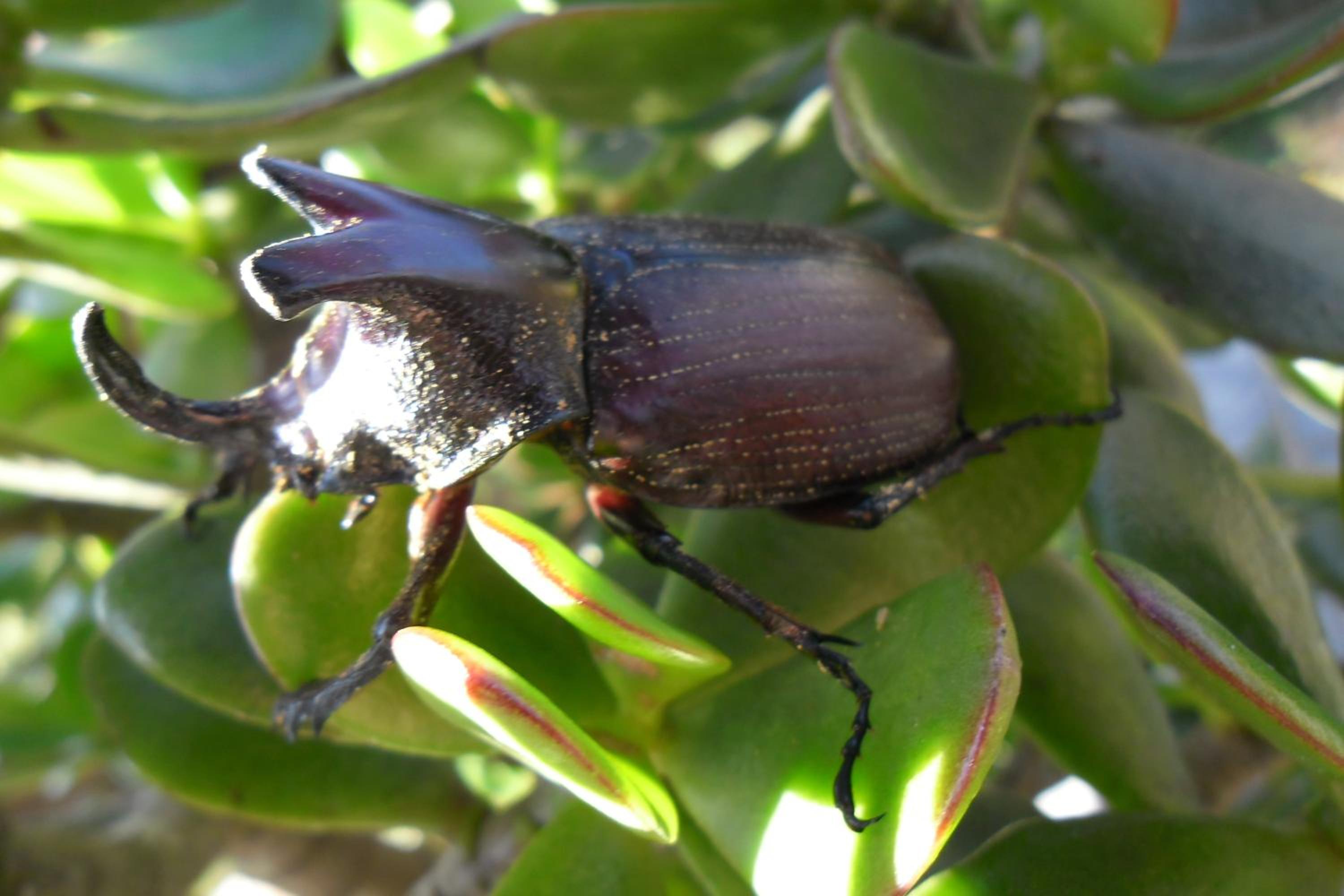 Rinconcito Verde