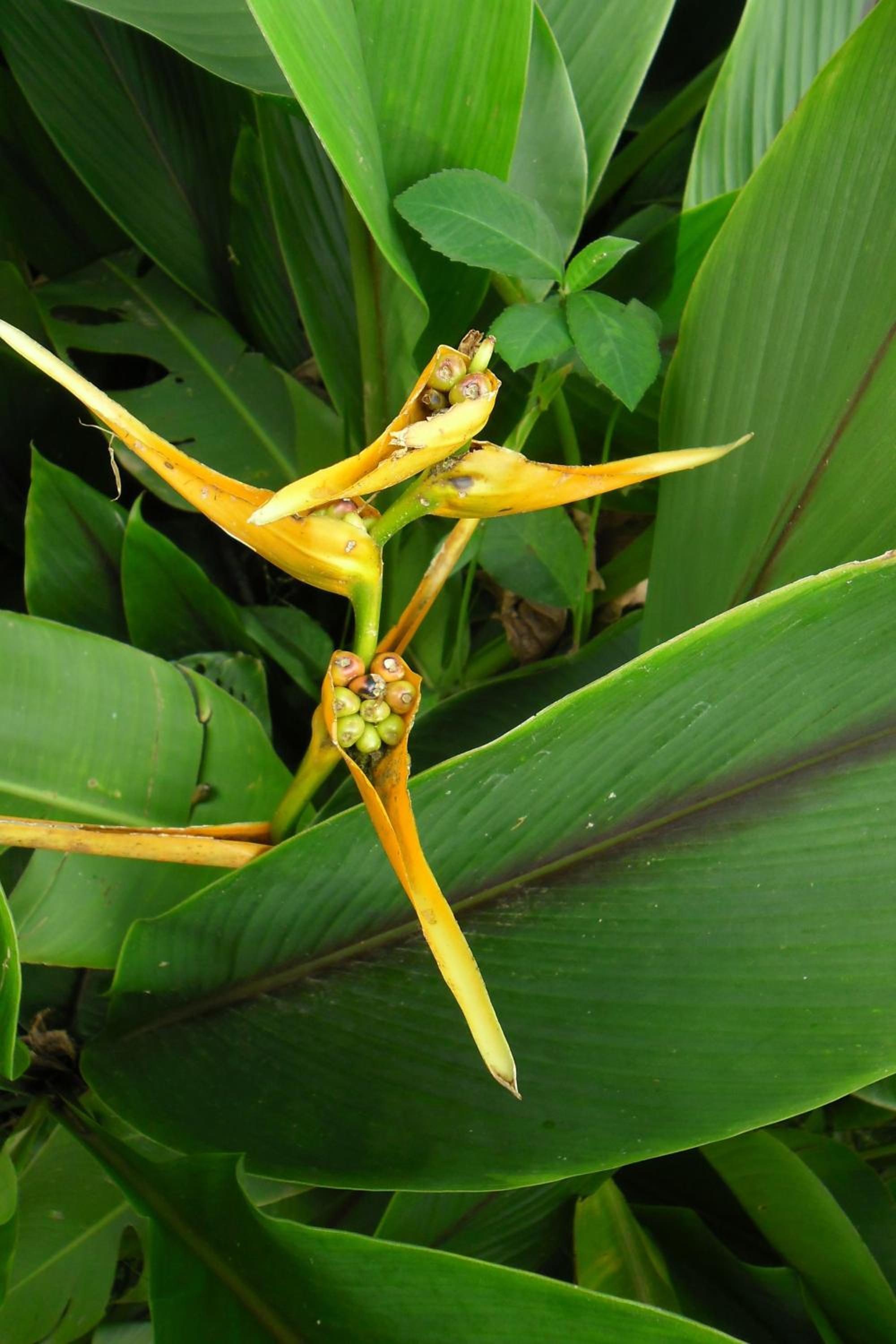 Rinconcito Verde