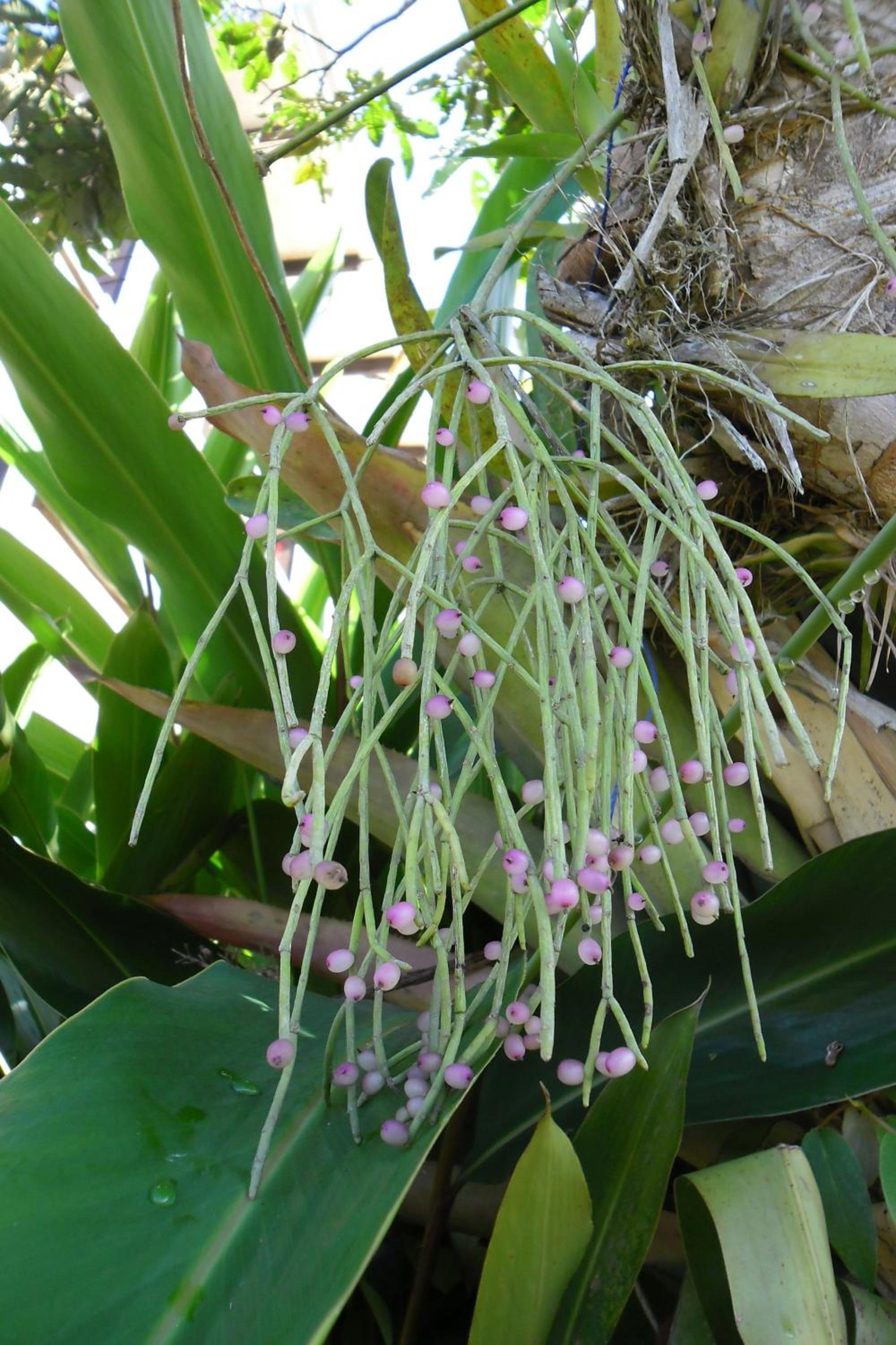 Rinconcito Verde