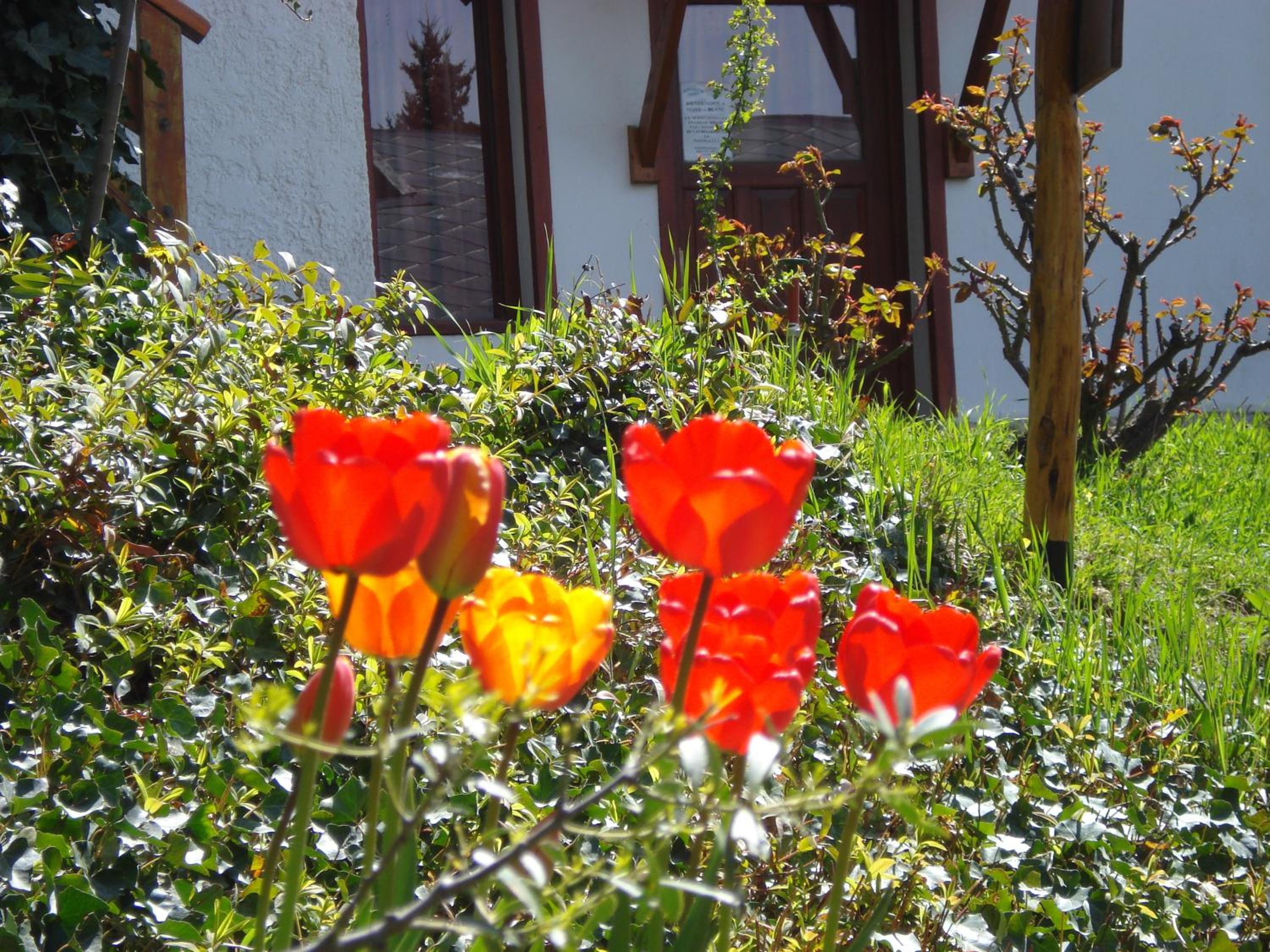 Mont Blanc Bungalows