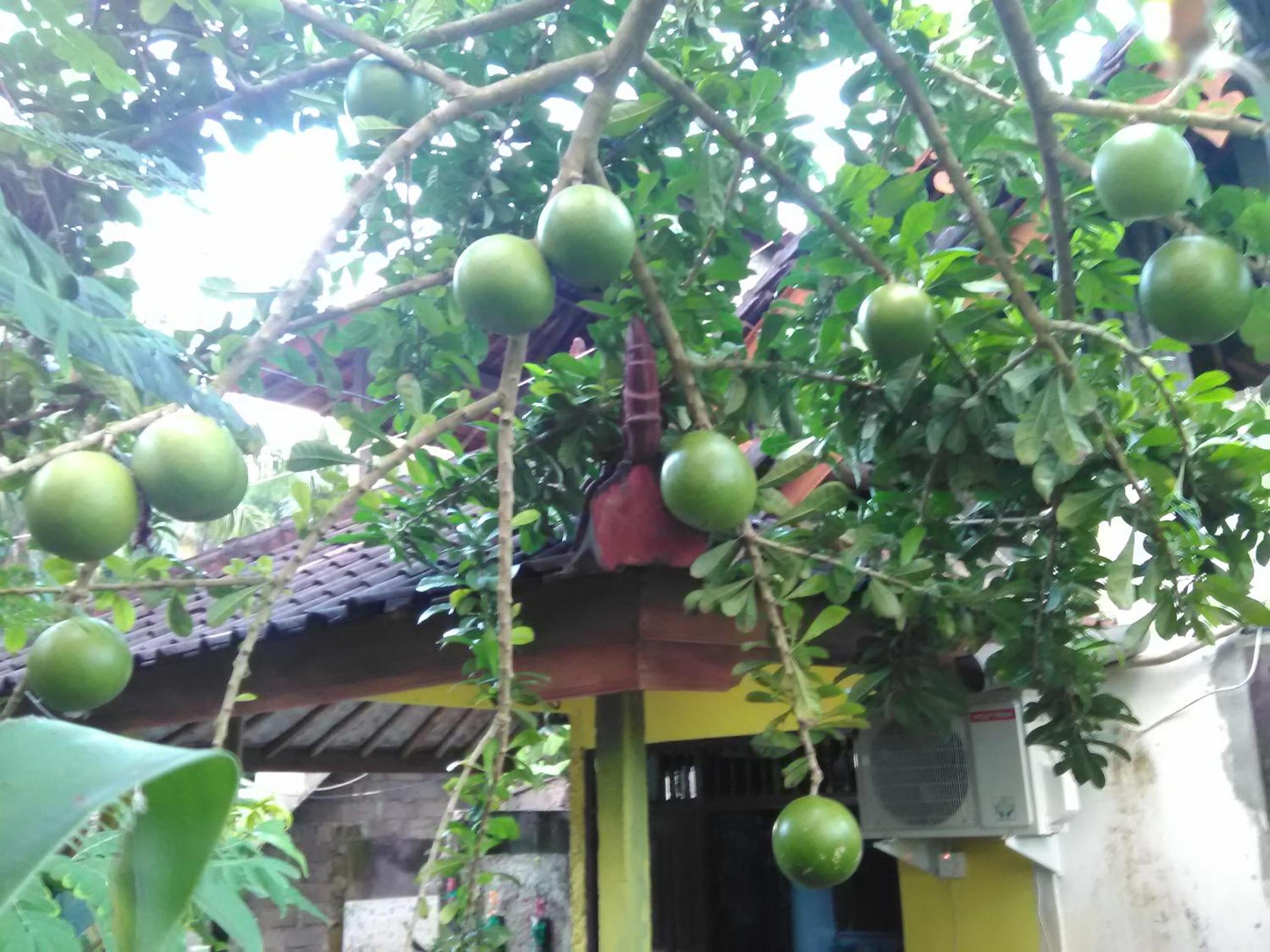 Photo 20