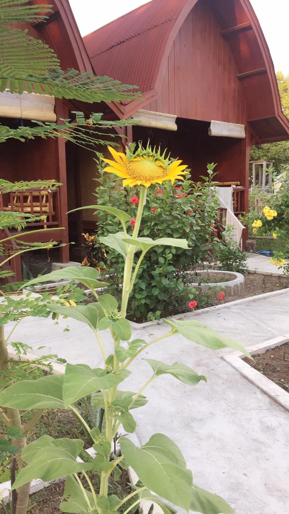 Lia Jaya Bungalows view 5