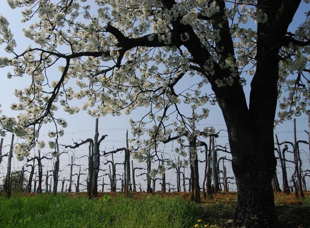 Agriturismo Domus Rustica, photo 24