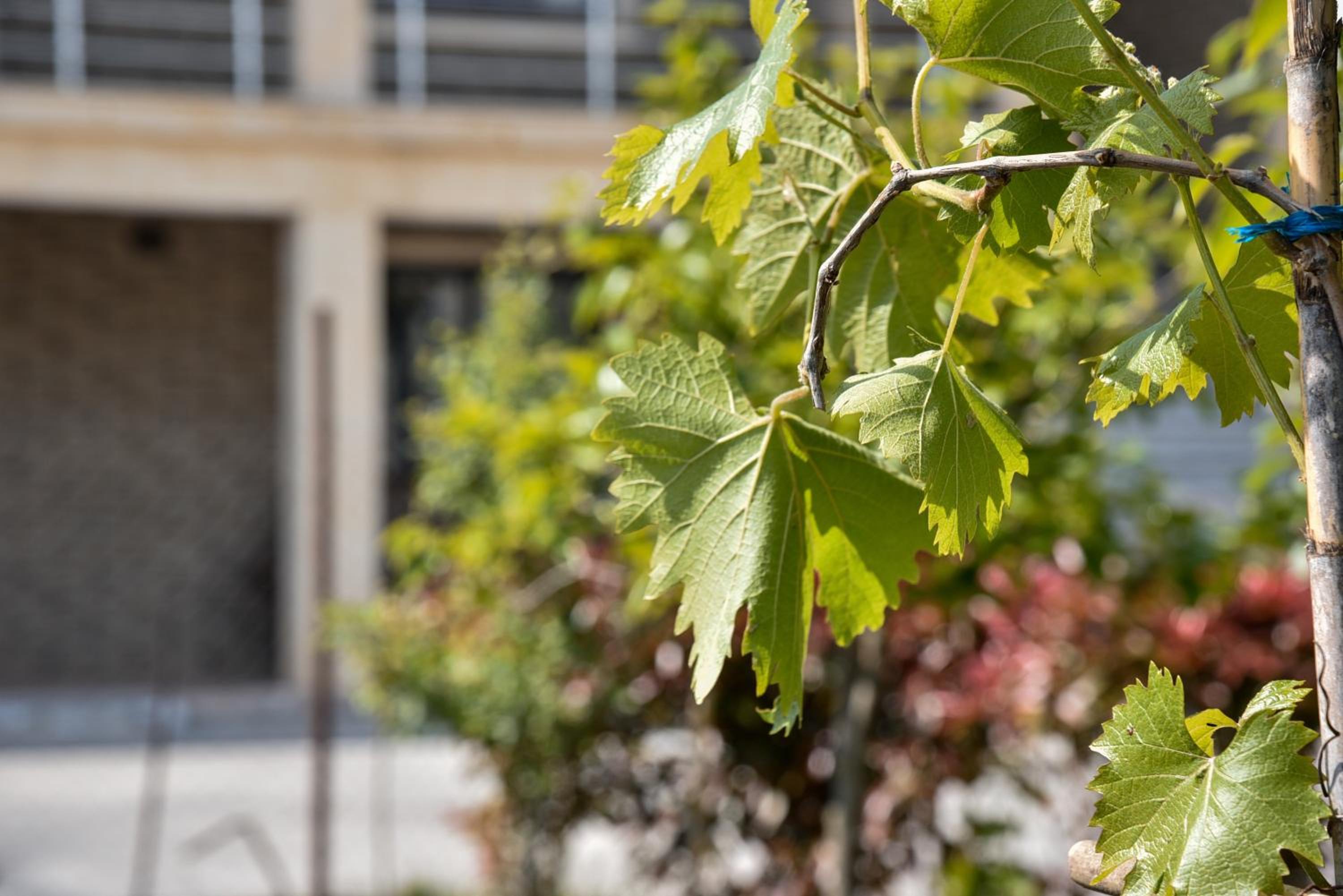 Villa Garden Shkodra