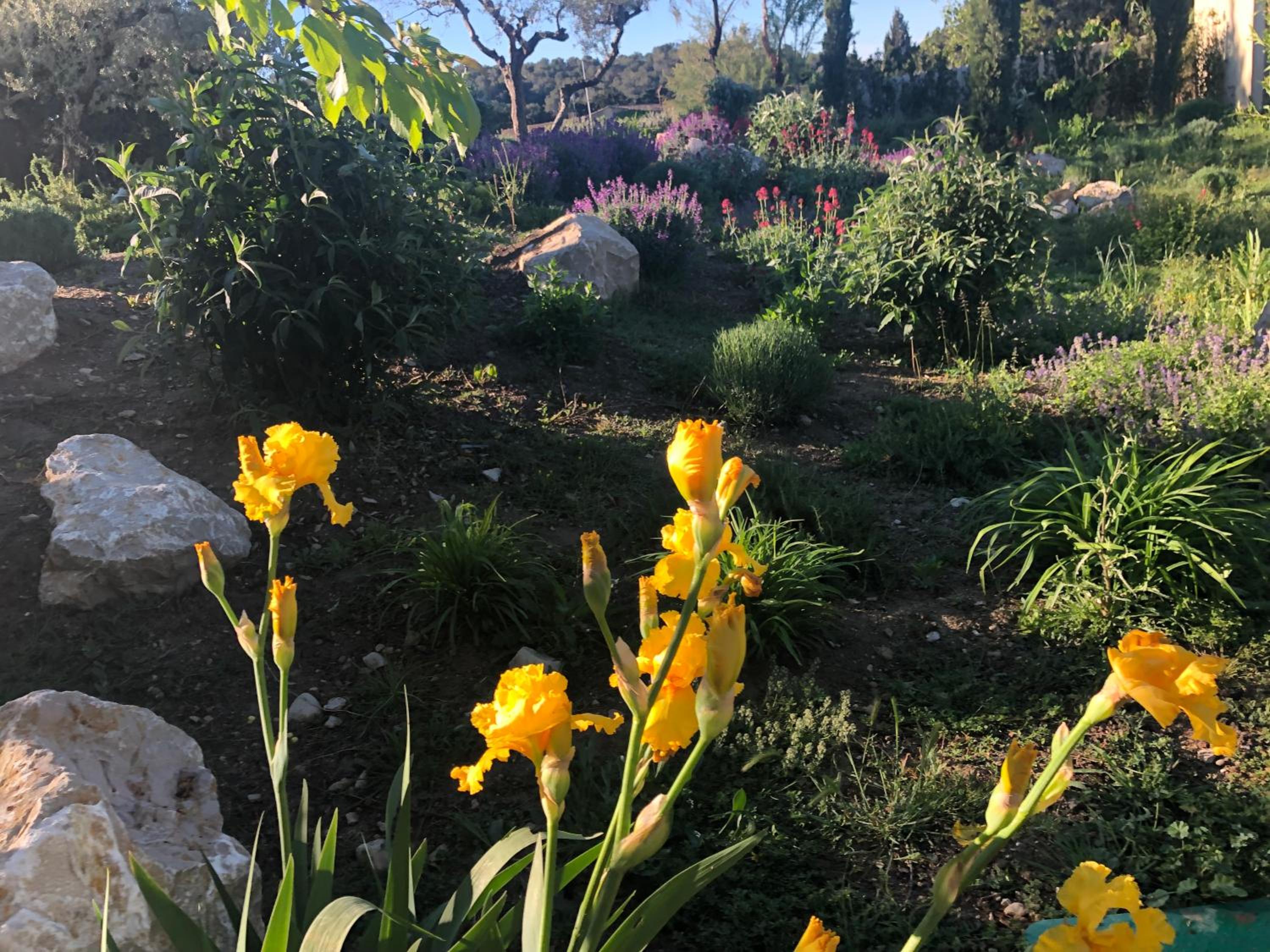 garden