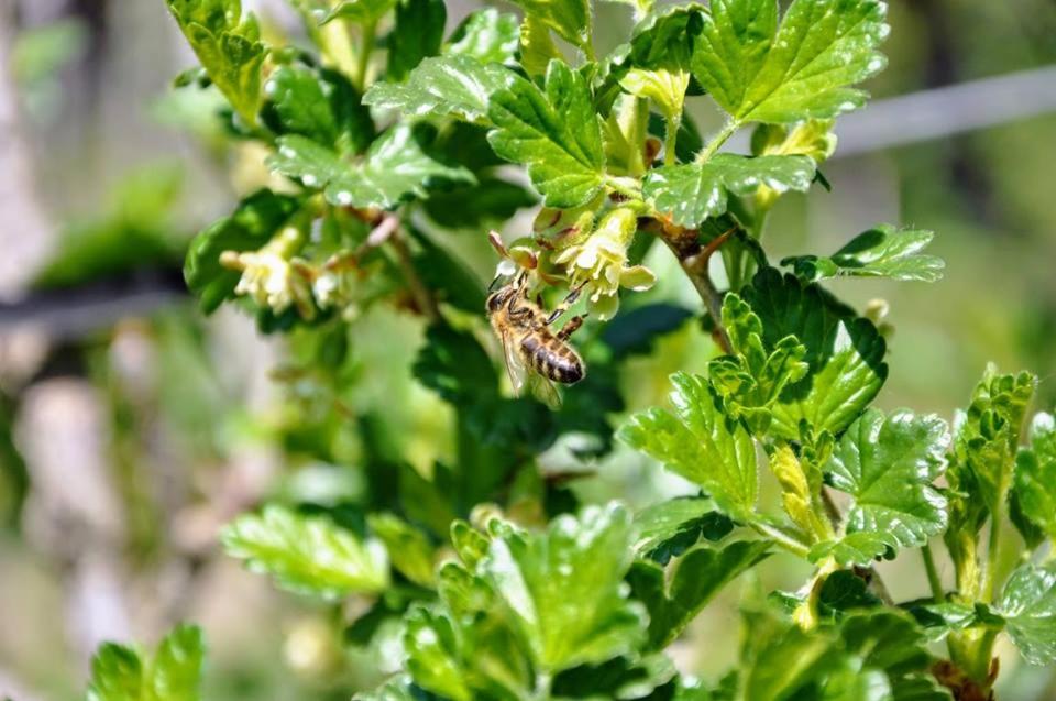 Ferienwohnung Kochs Beeren
