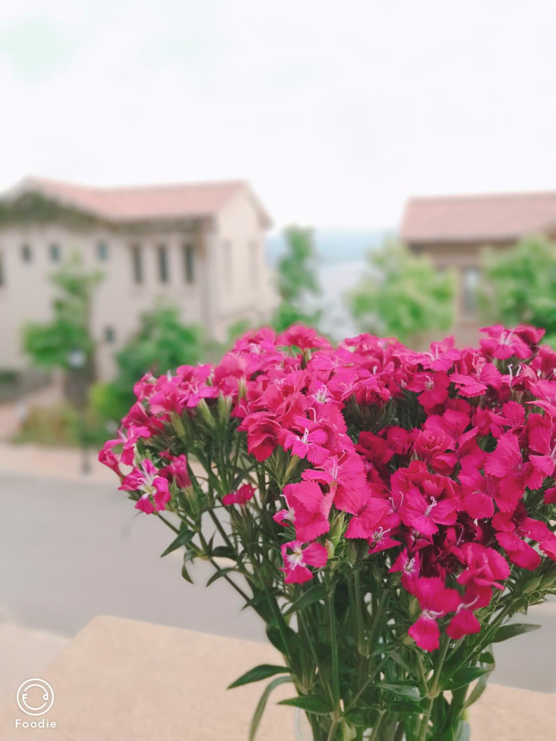 Dali lila's house Seaview Guesthouse