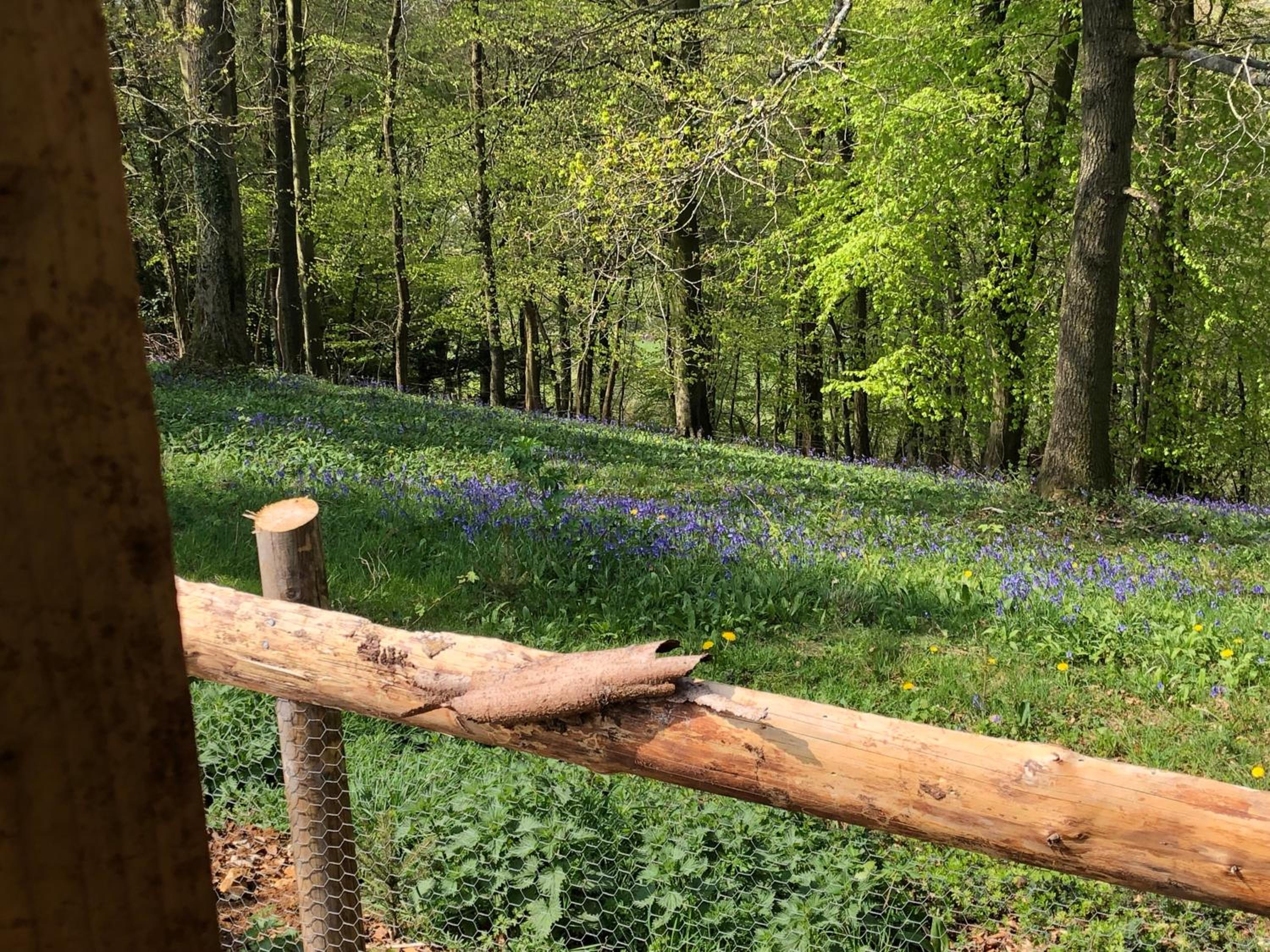 Stroud Vacations - Cherry Tree Glamping - Property Image 6