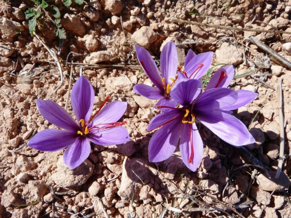 El Retiro de la Mancha