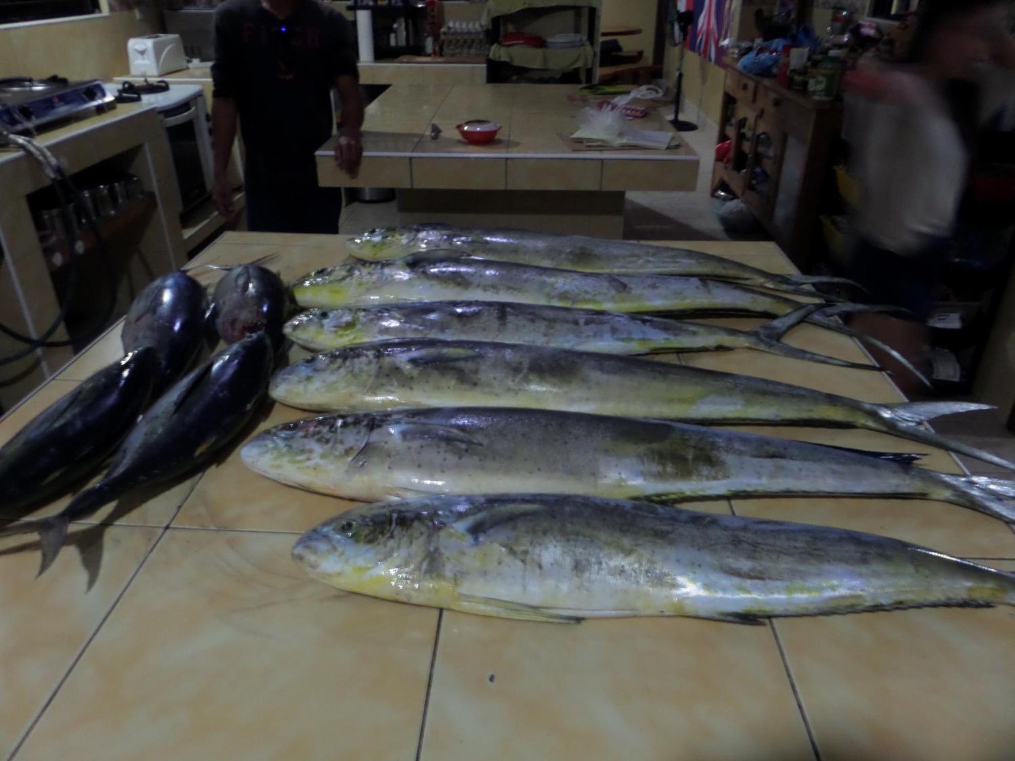 Sailfishbay