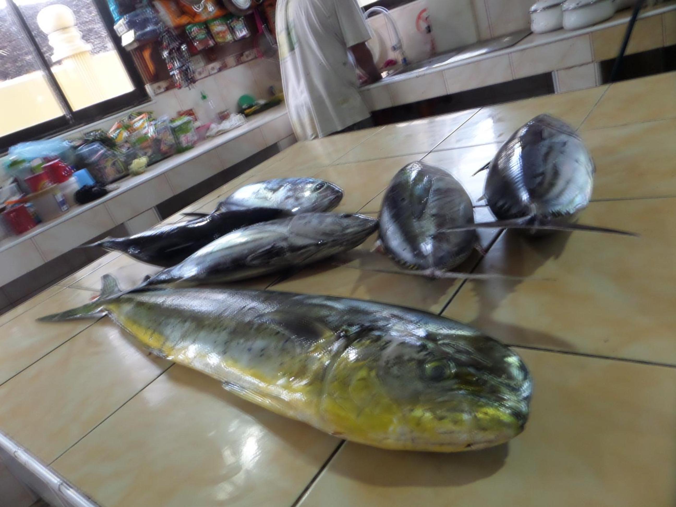 Sailfishbay