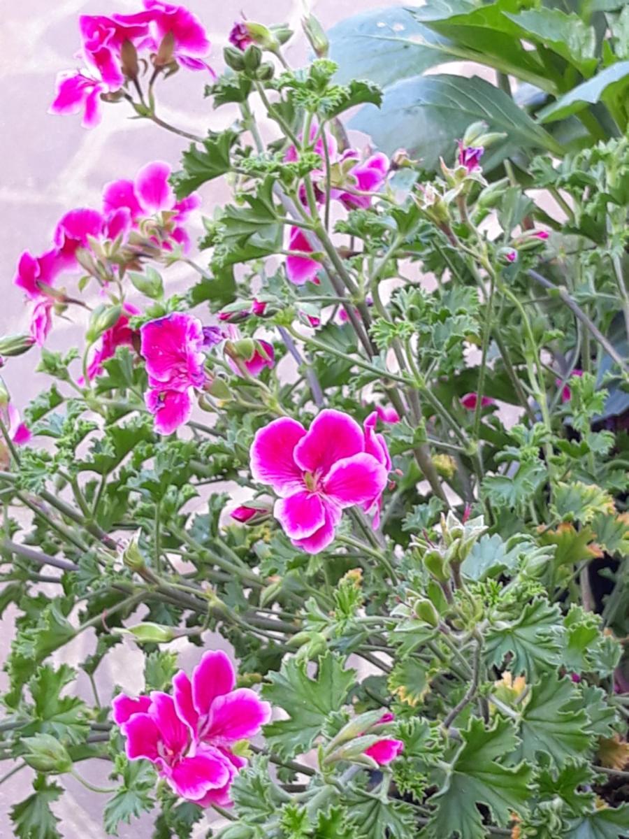 Flowery House