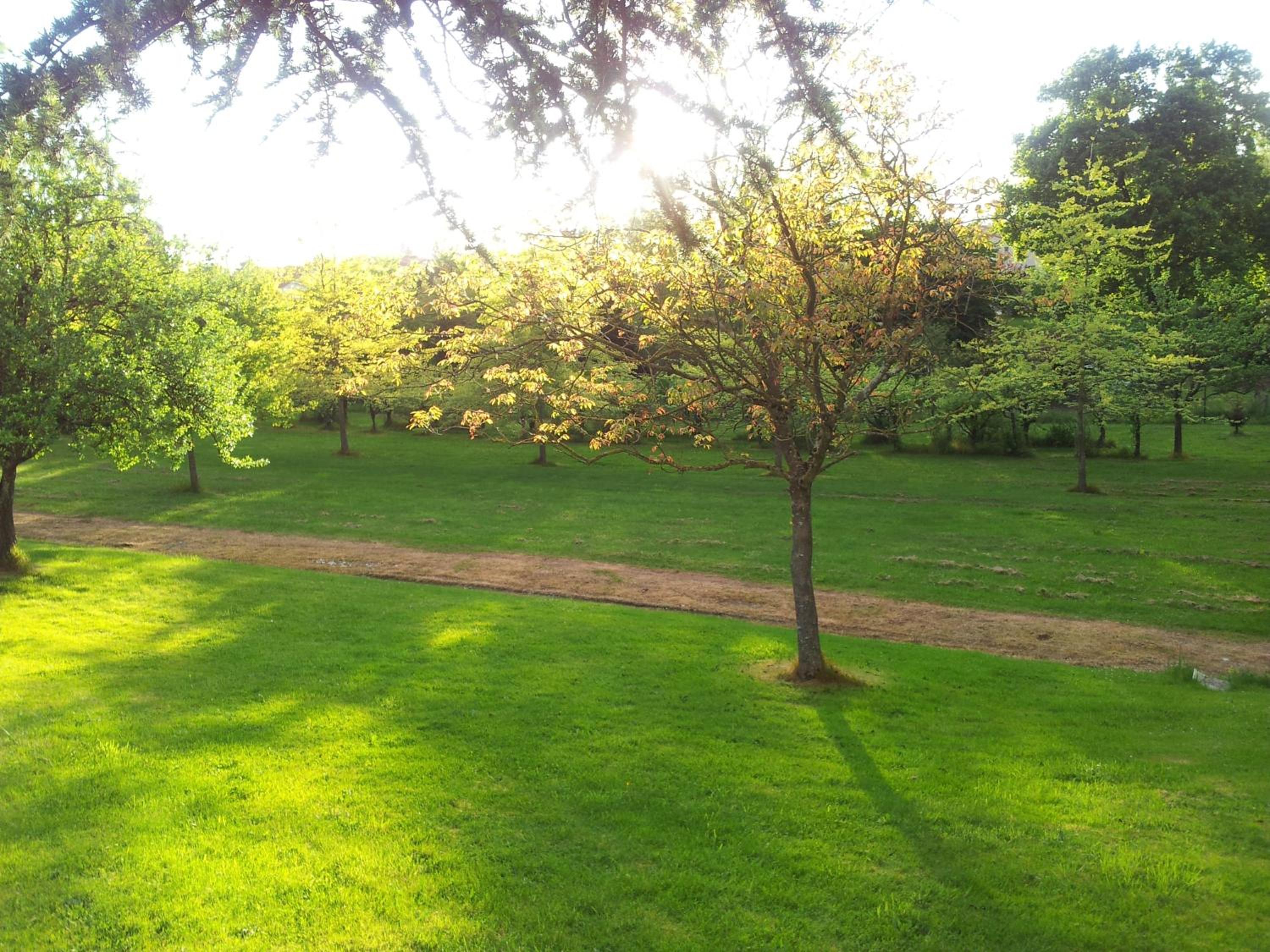 garden