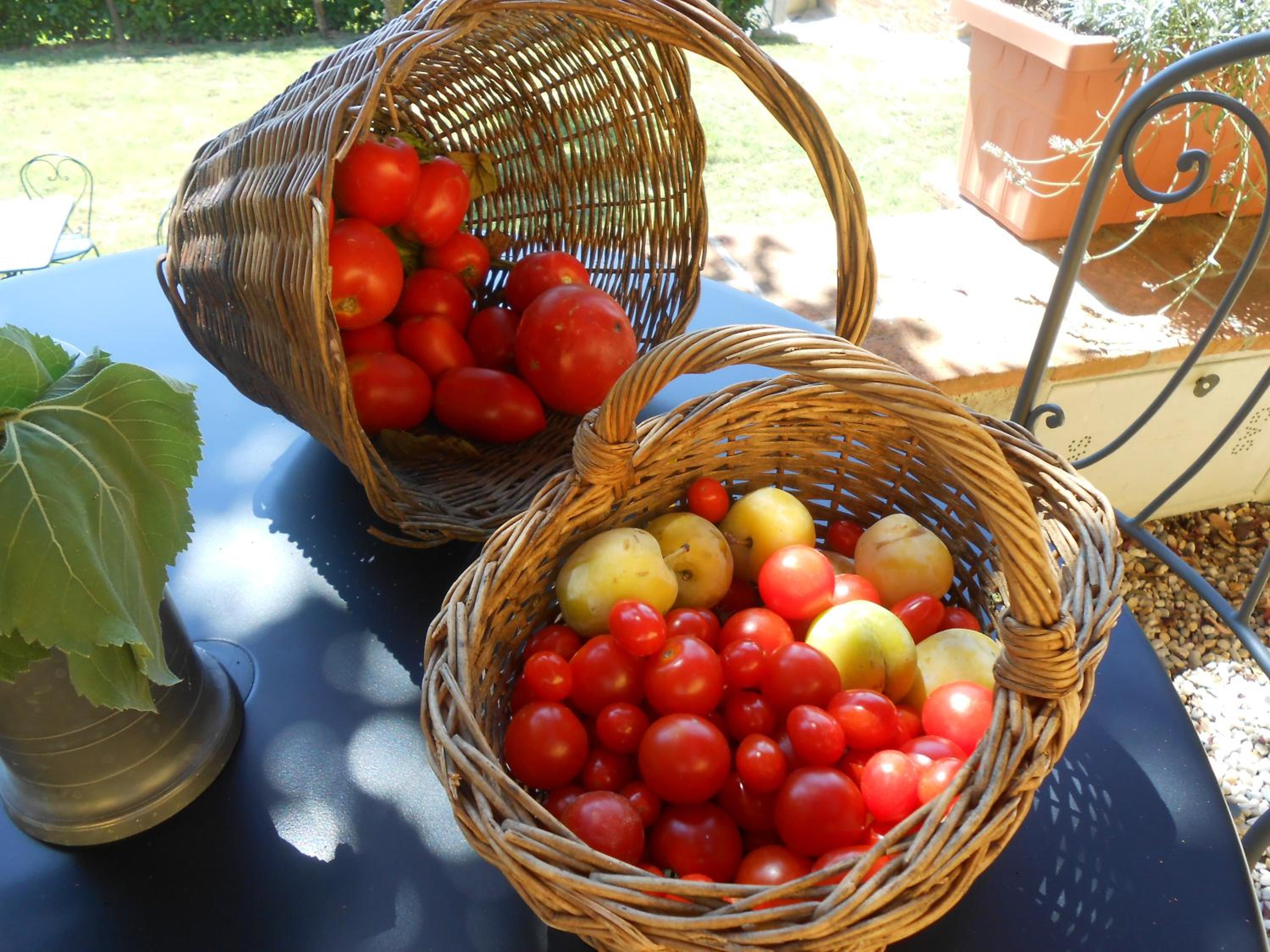 Amedea Tuscany Country Experience