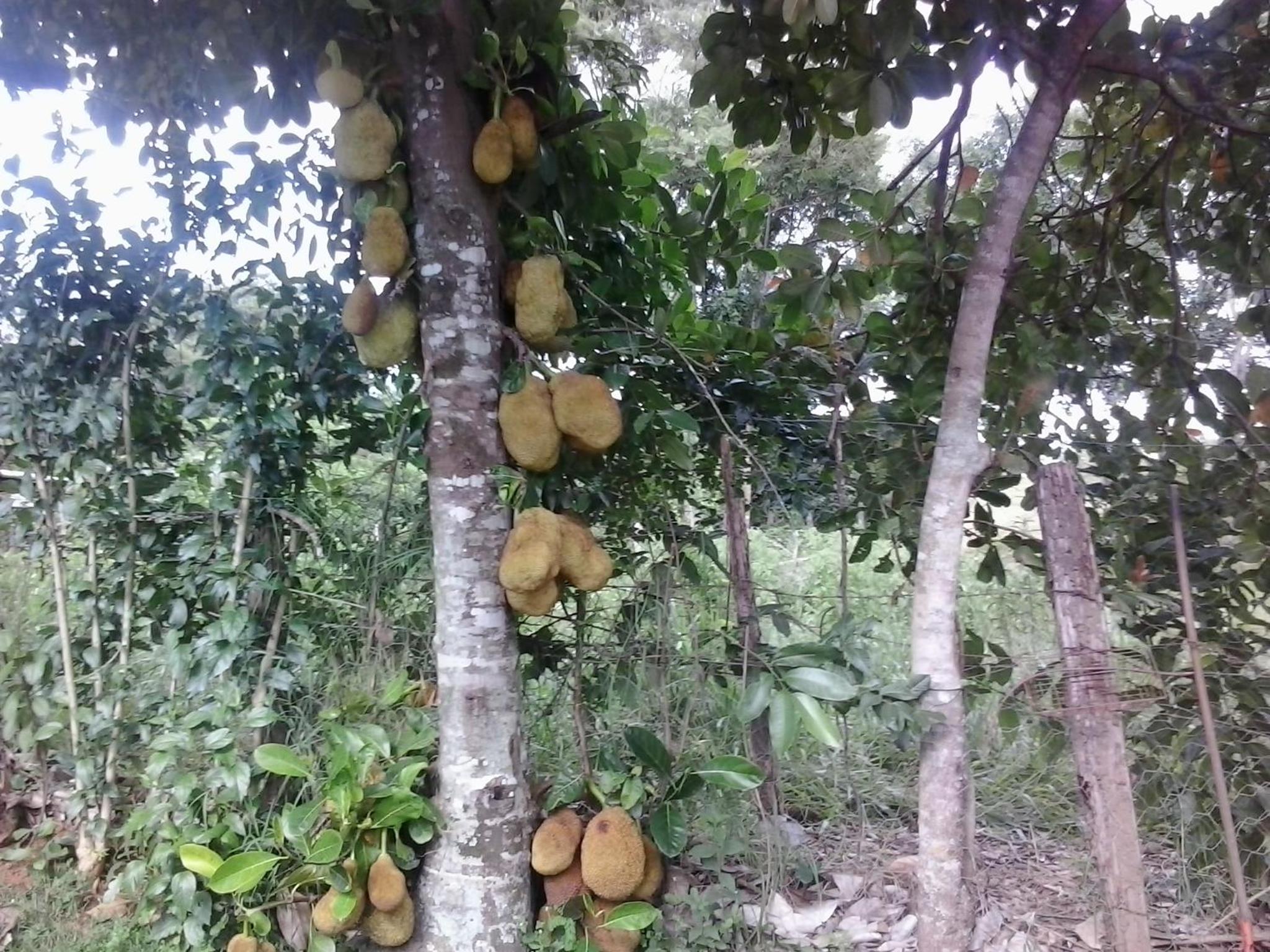 Pousada Sitio Urbano