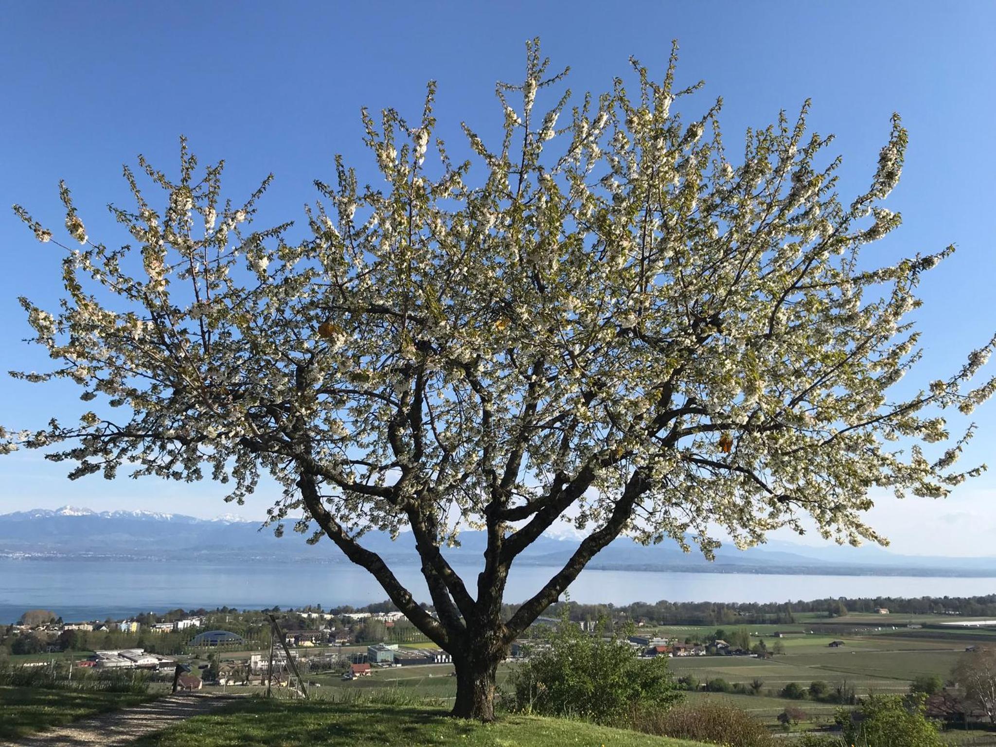 Domaine Beauregard