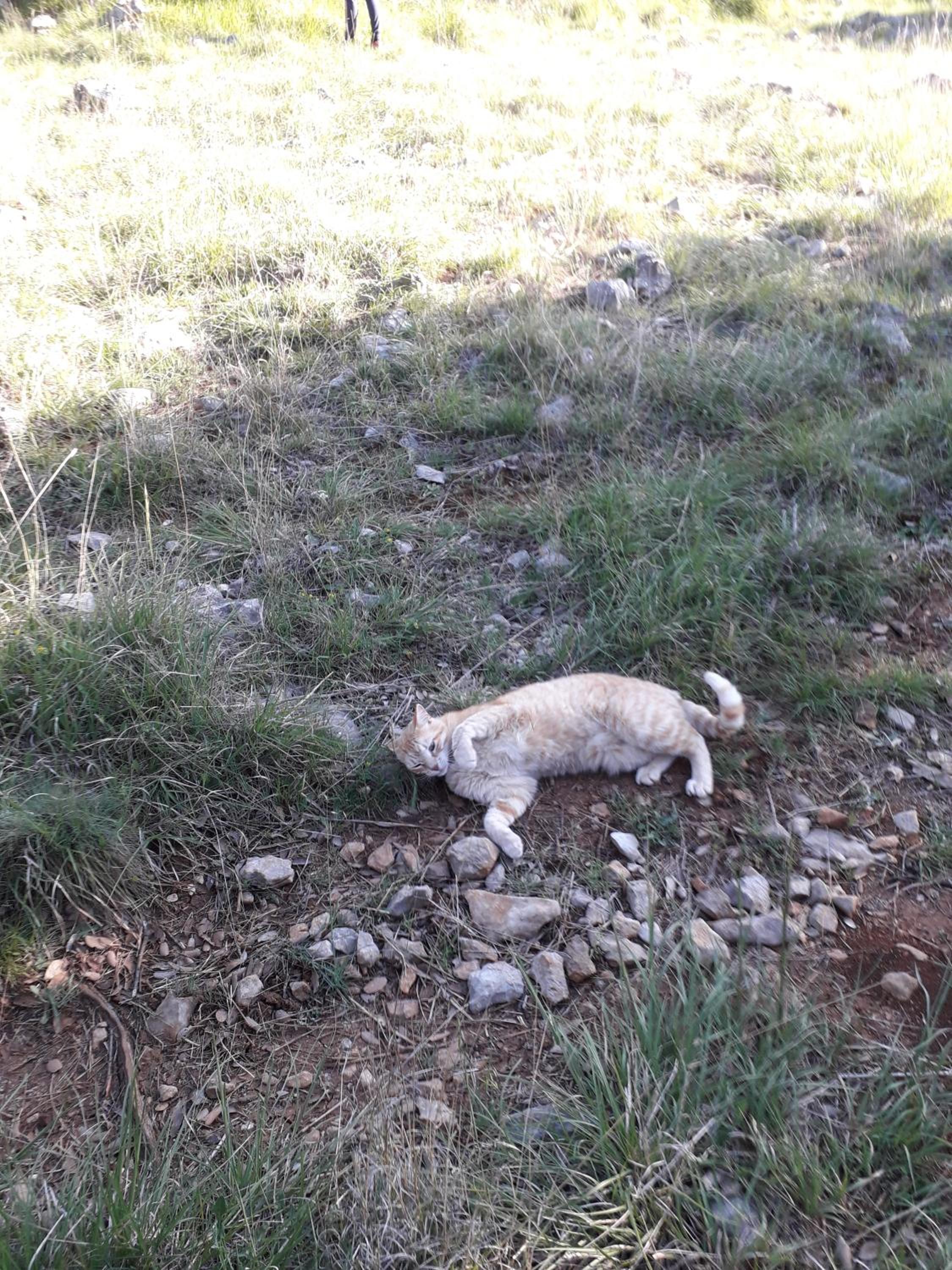 Apartmani Bambi