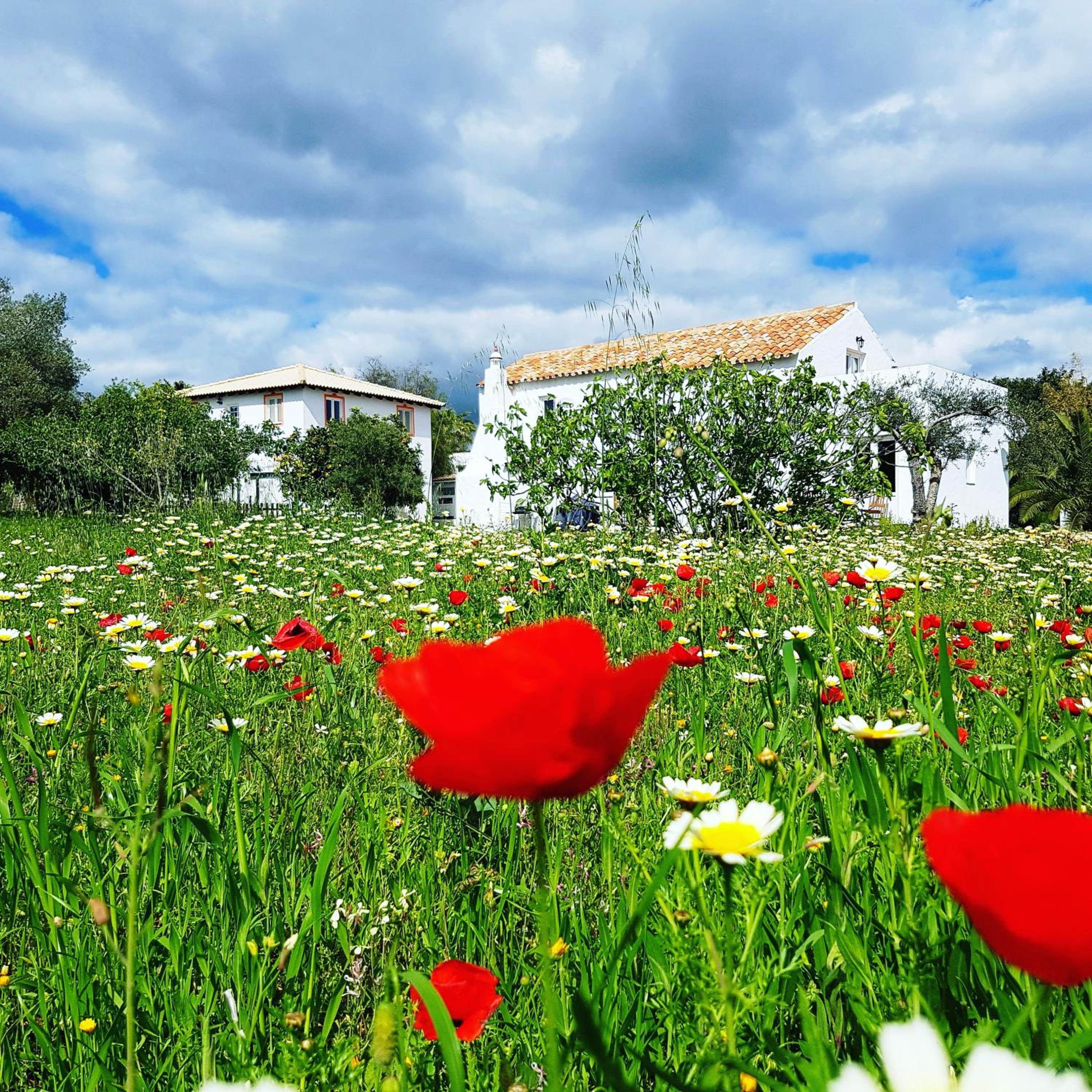 Quinta dos Cochichos - Country Houses view 5