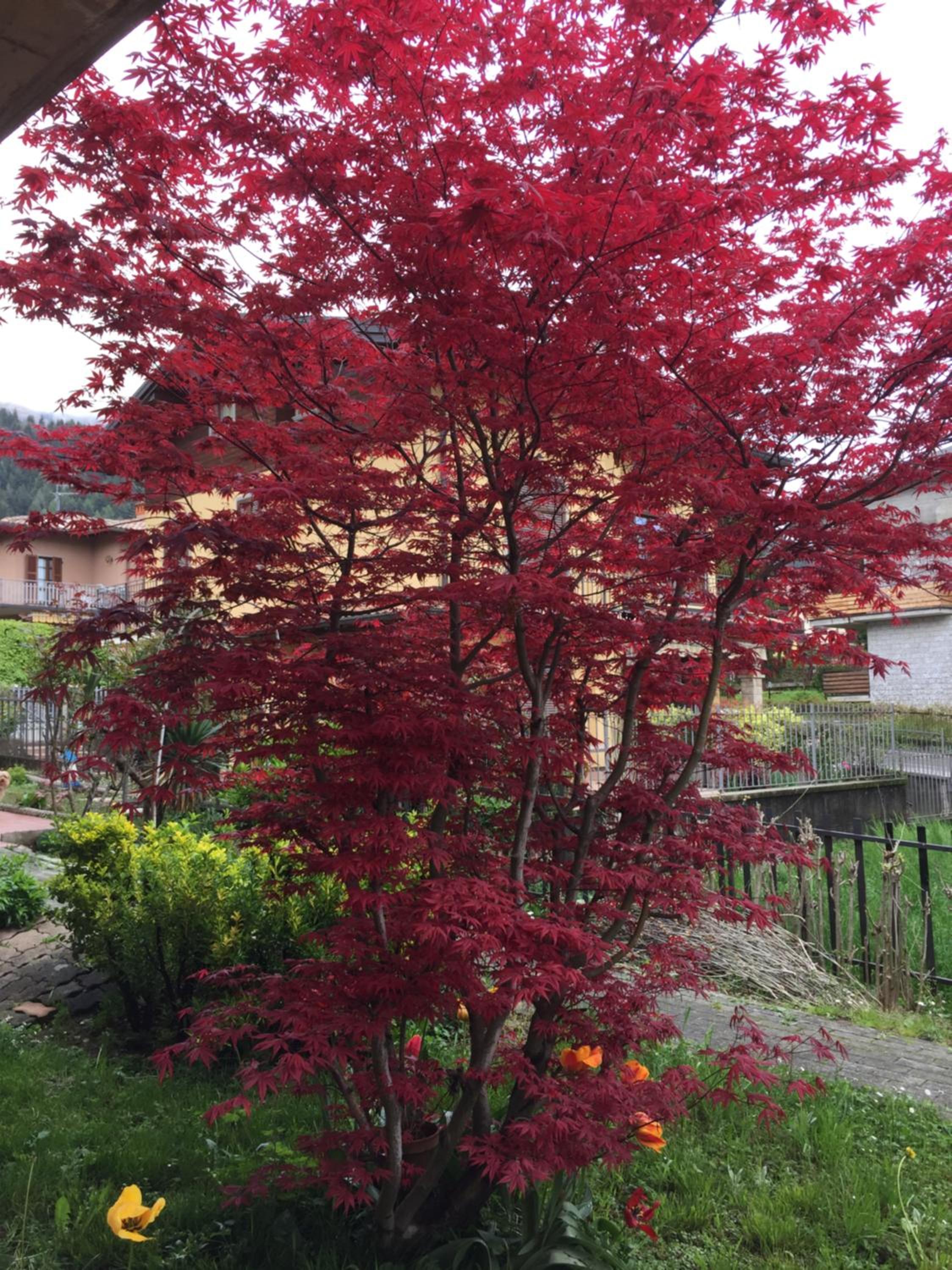 Villa Romeo - Acero Rosso view 2