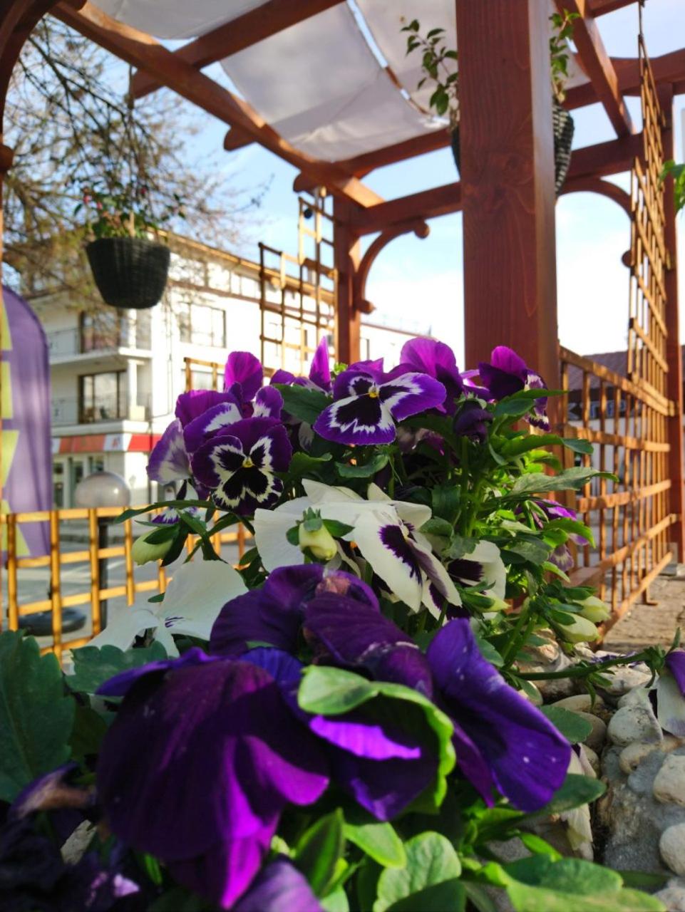Balchik Vacations - Guest House Simon Green - Property Image 14