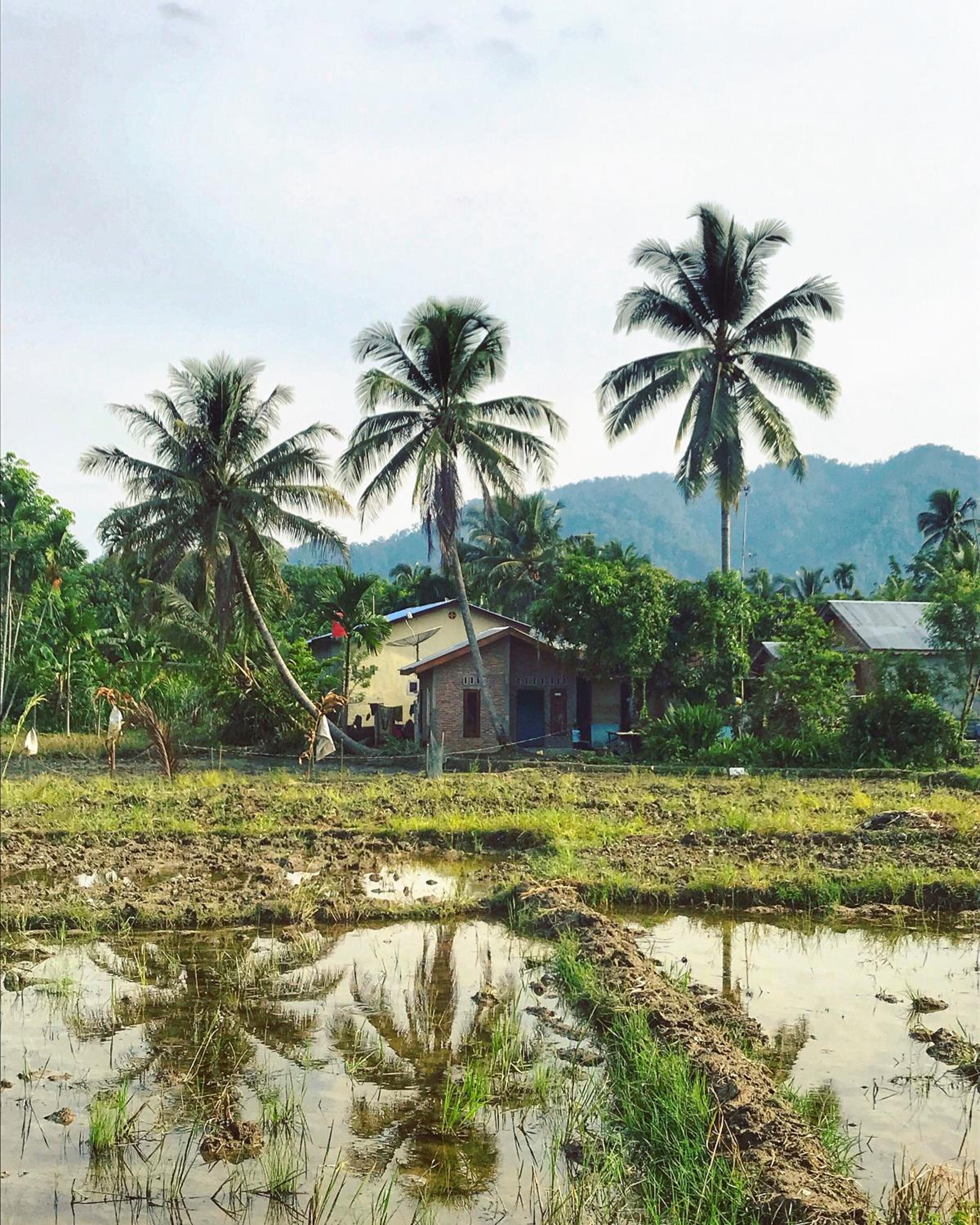 Villa Paradise - Bukit Lawang