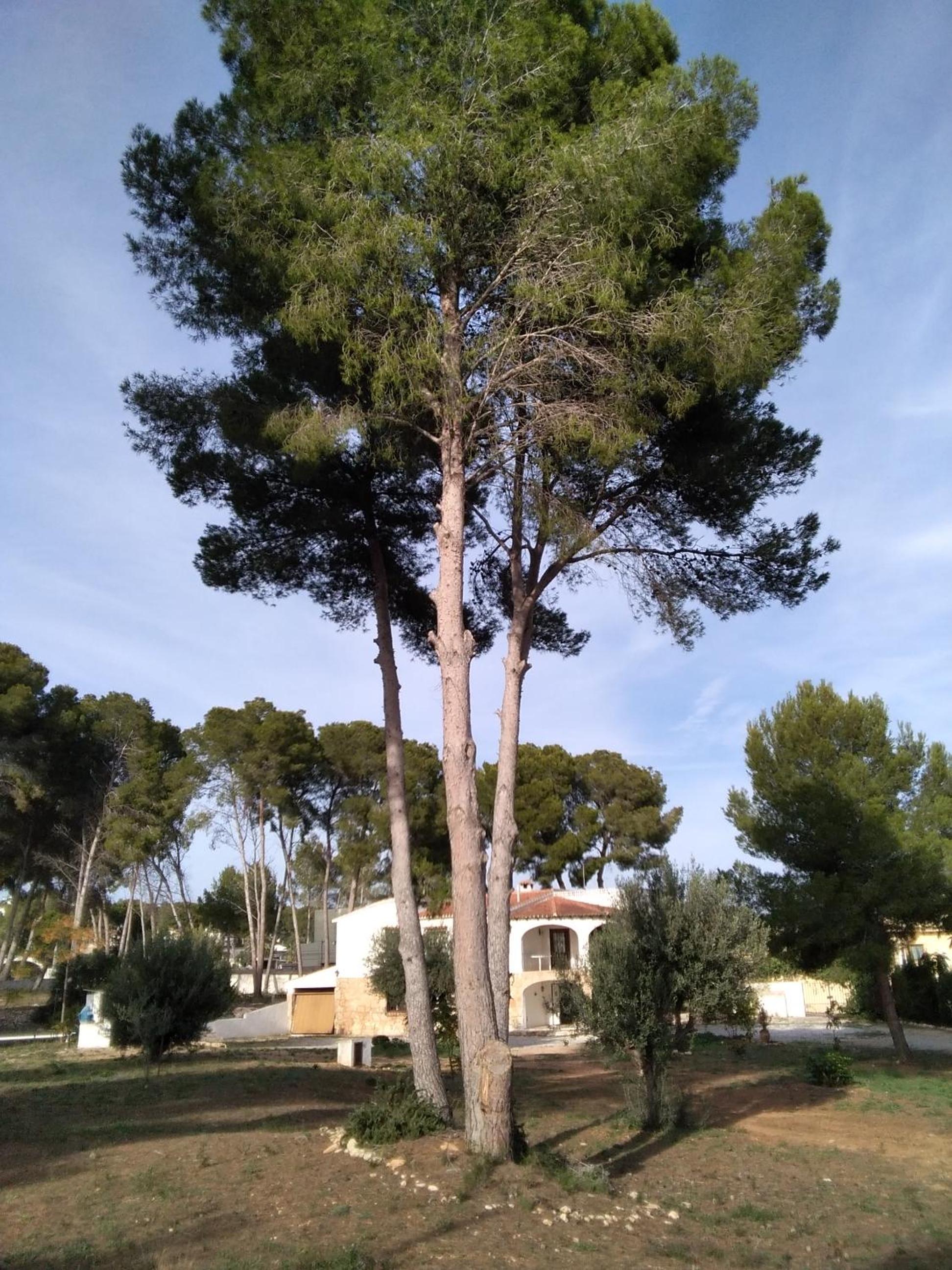 pinomar photo 3