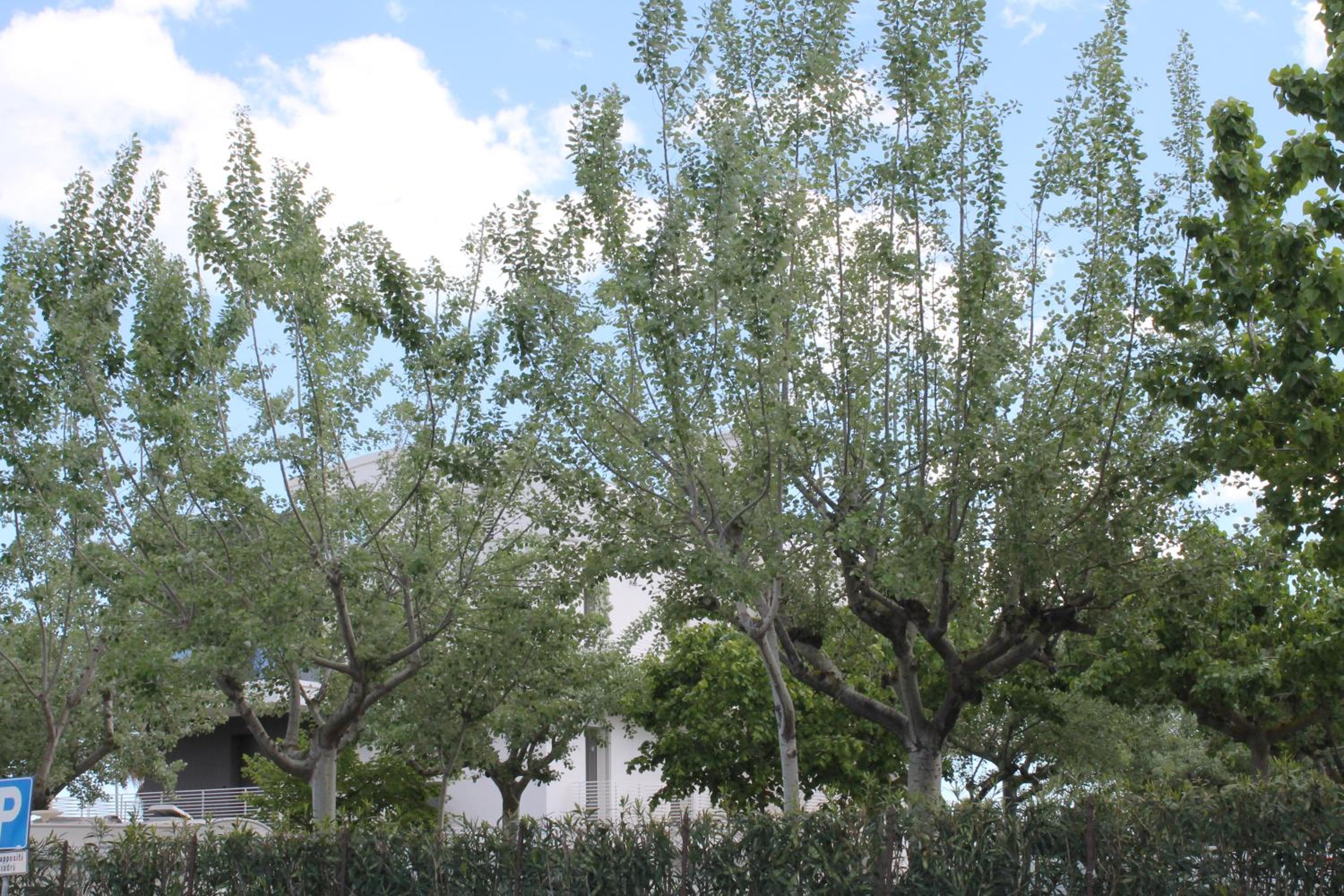 Photo 49