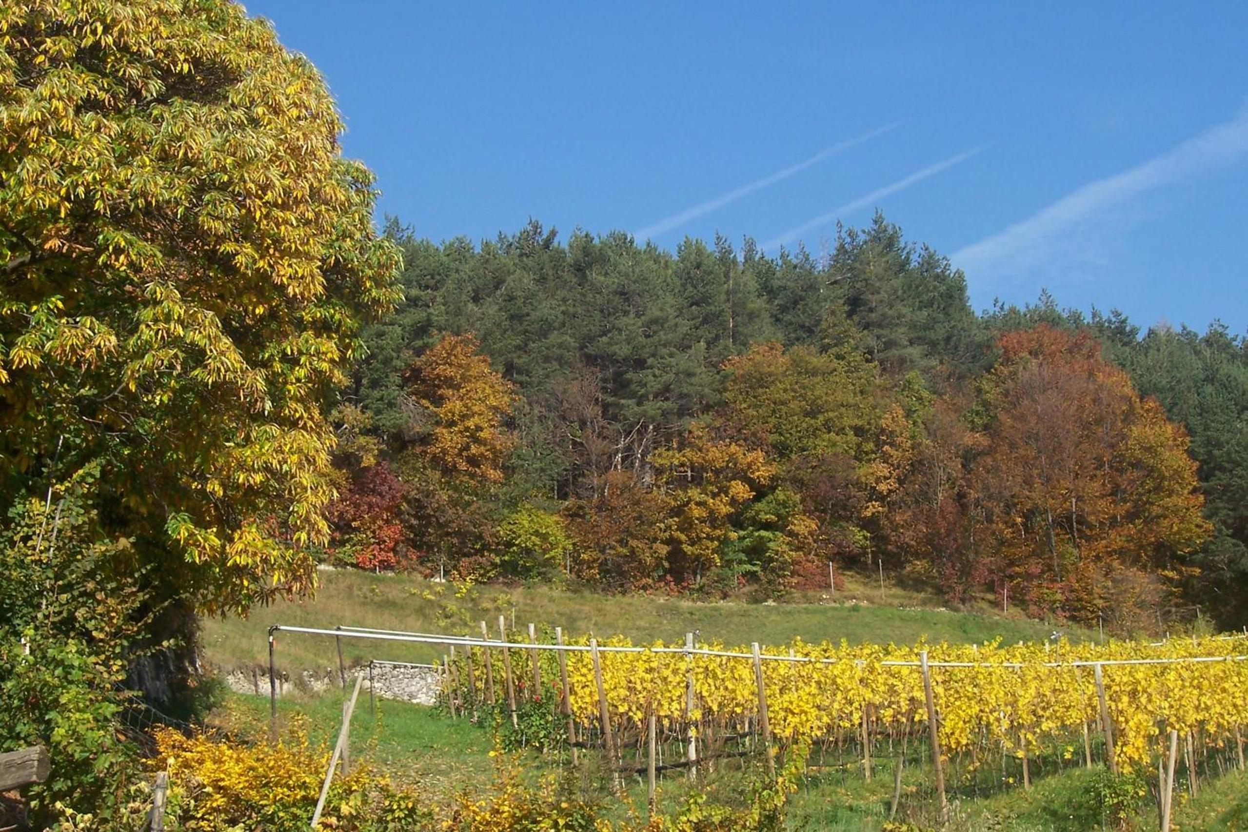 Kerschbamerhof im Süden Südtirols