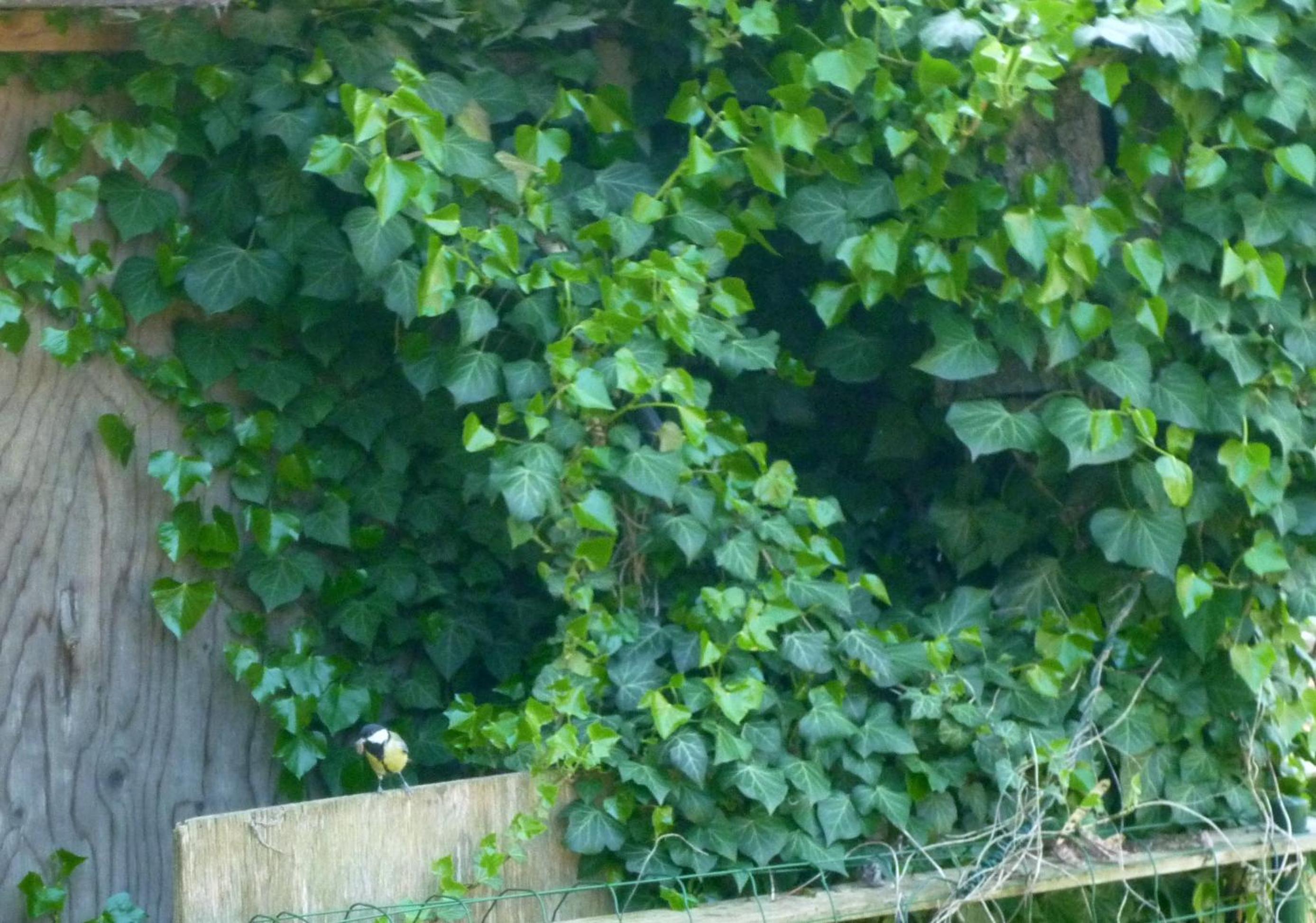 Photo 9