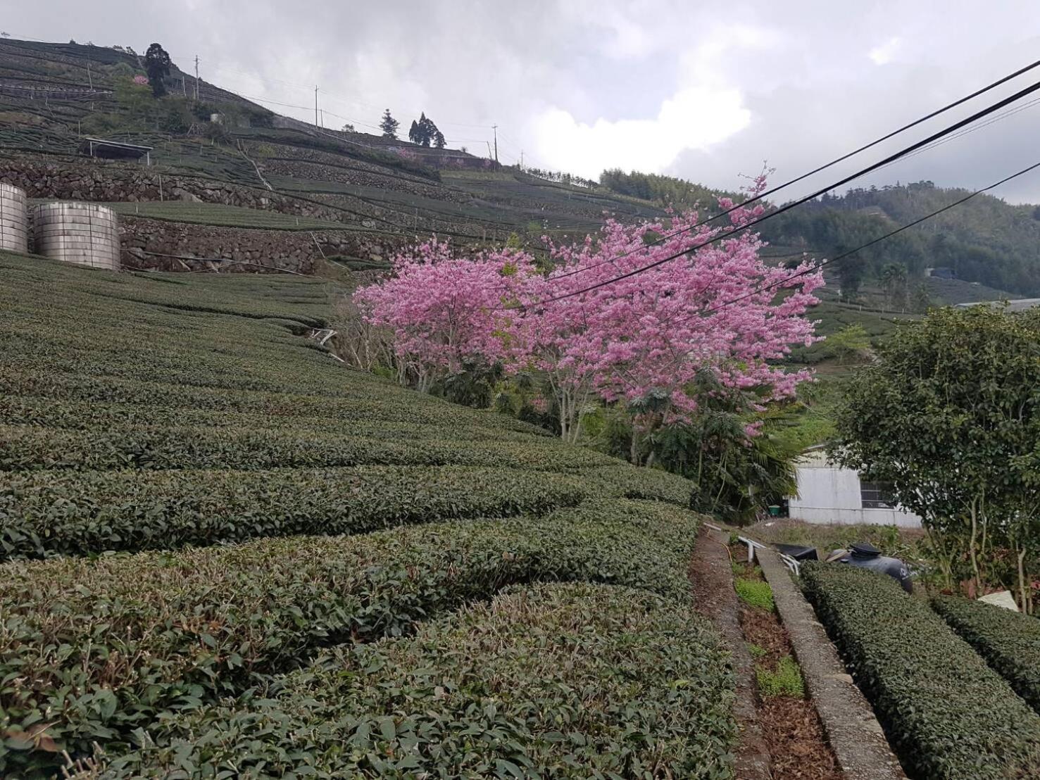 Ming Yang B&B