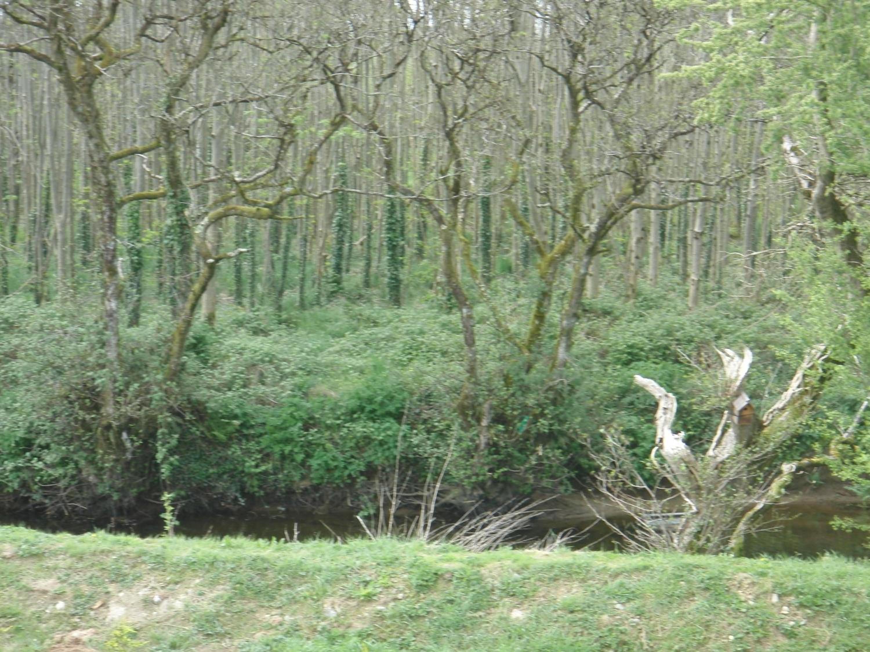 Photo 41