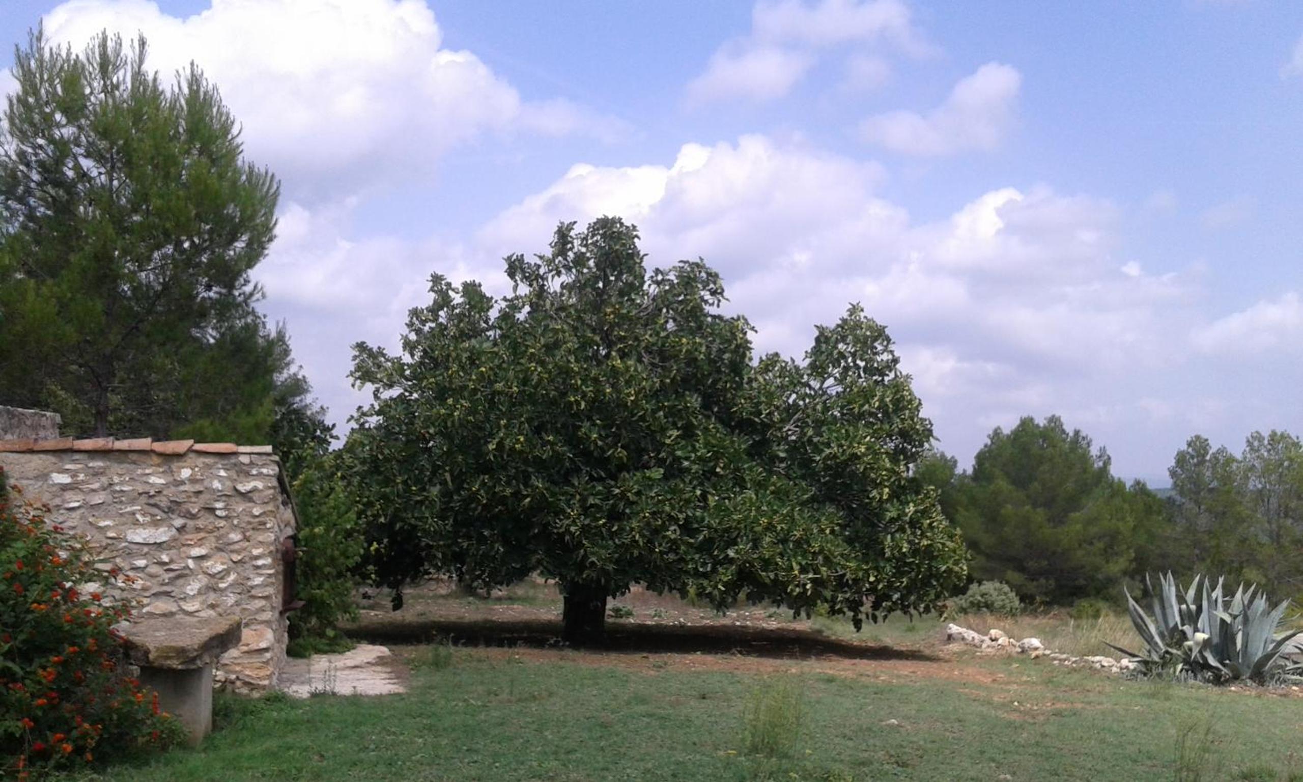 Photo 43