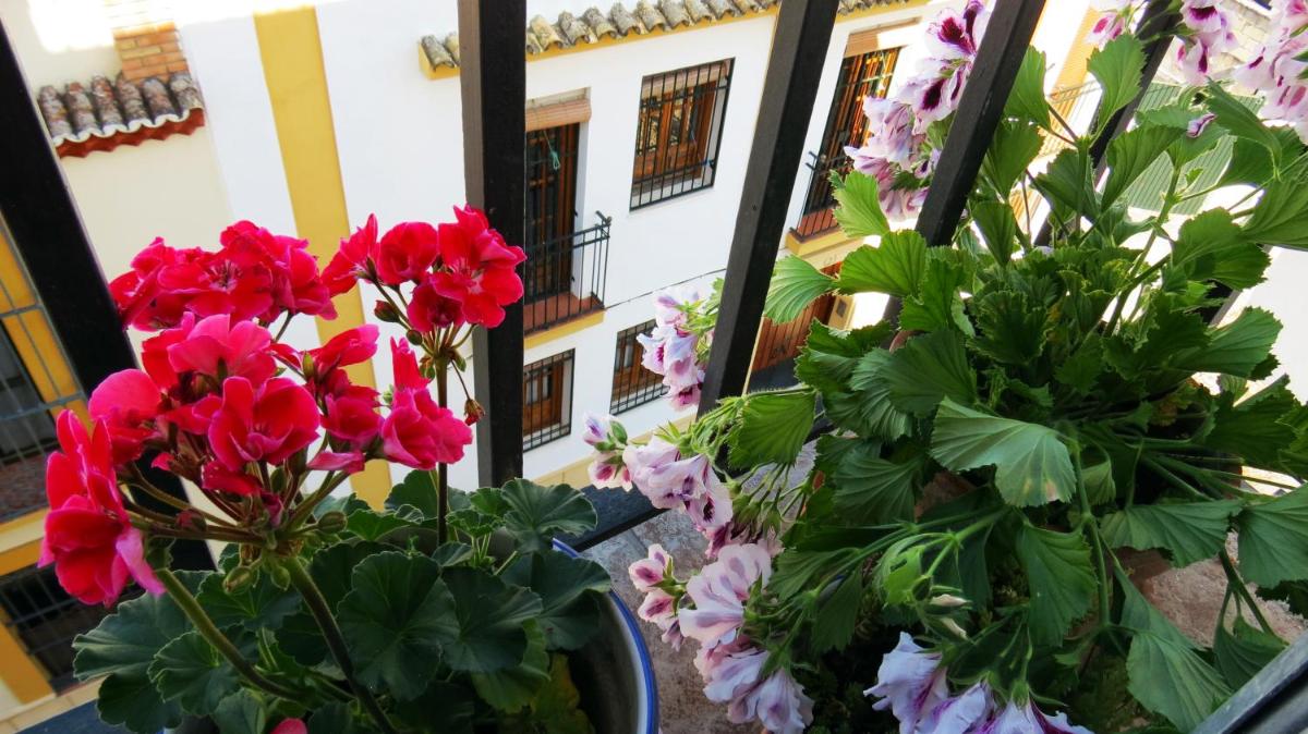Patios de San Pedro photo 3