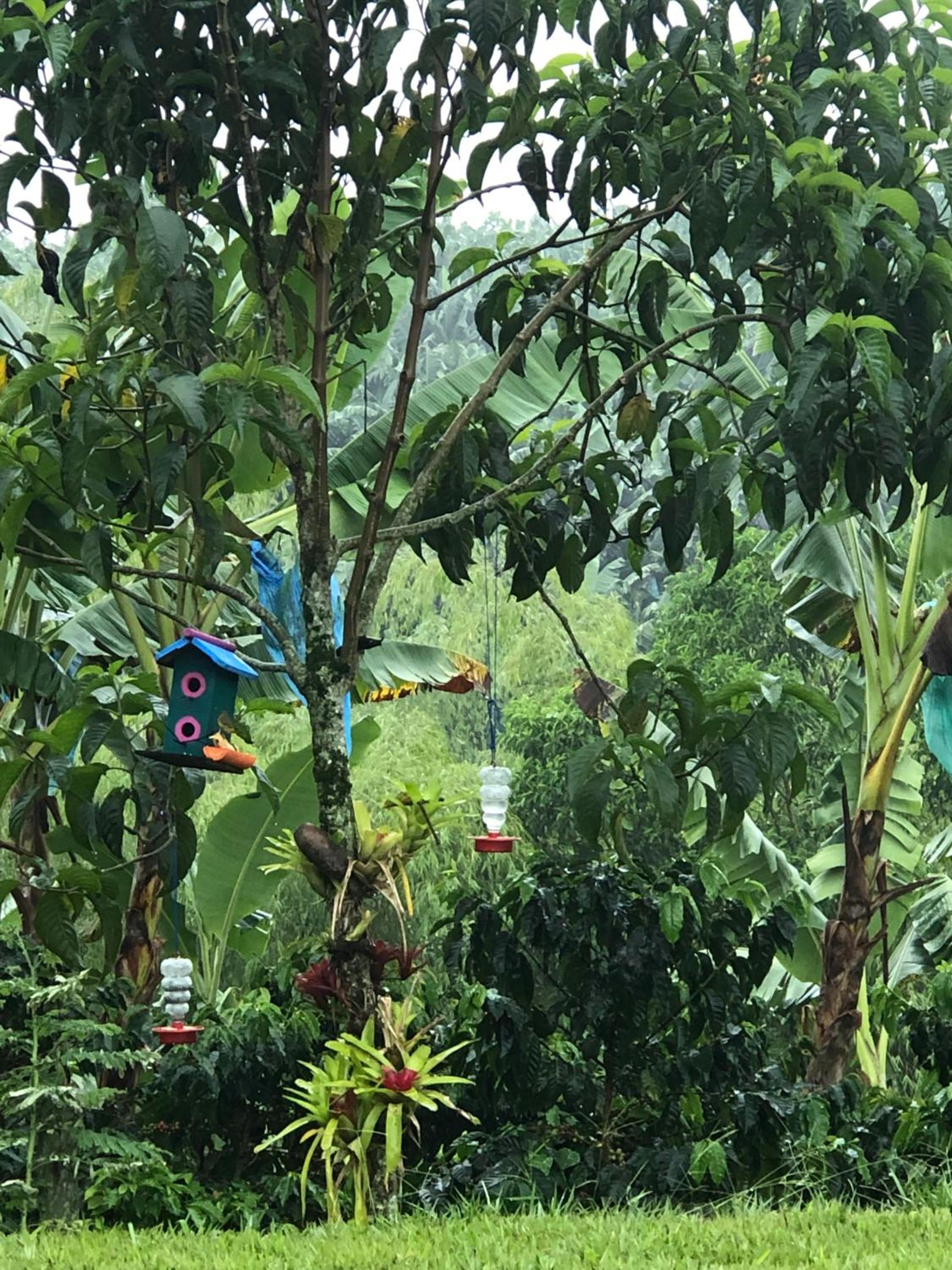 Hotel Boutique La Ceiba