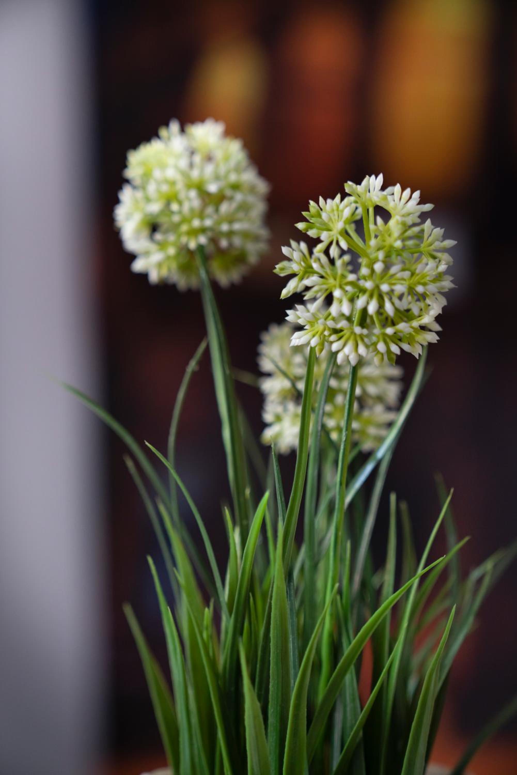 Merulana Star