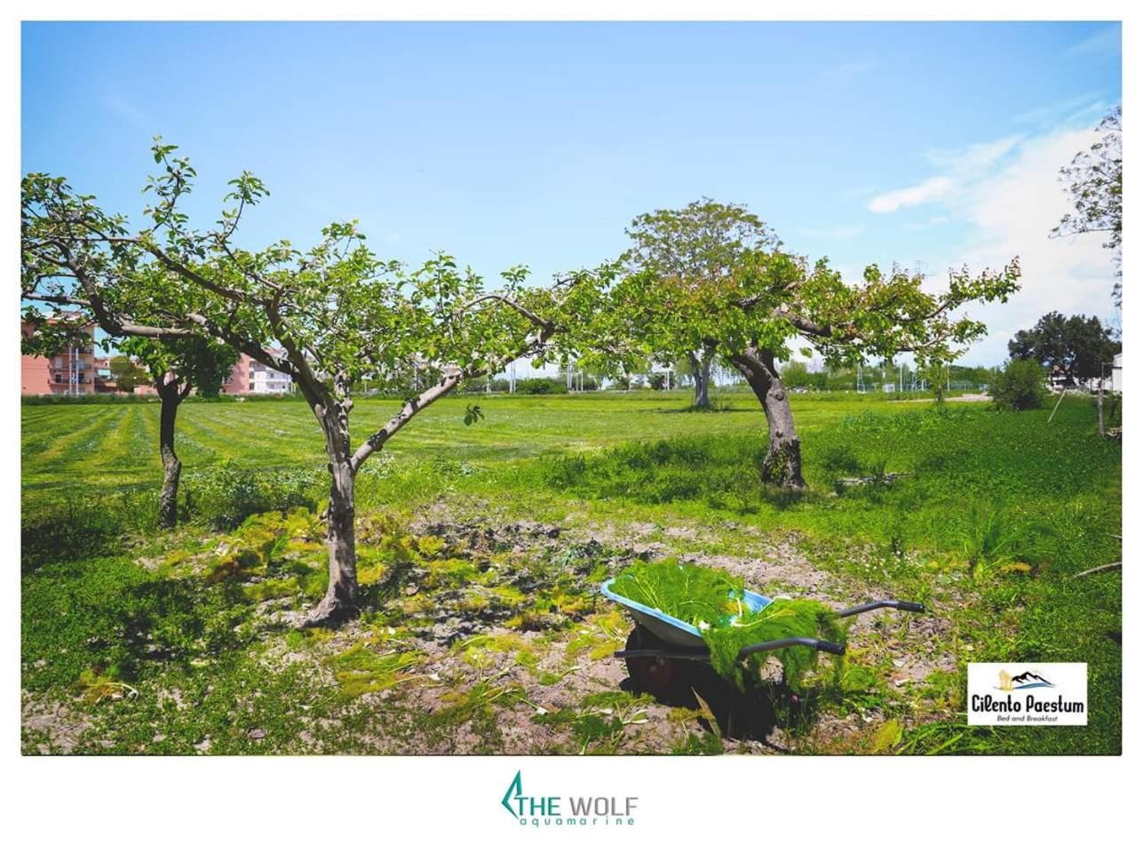 B&b Cilento Paestum photo 3