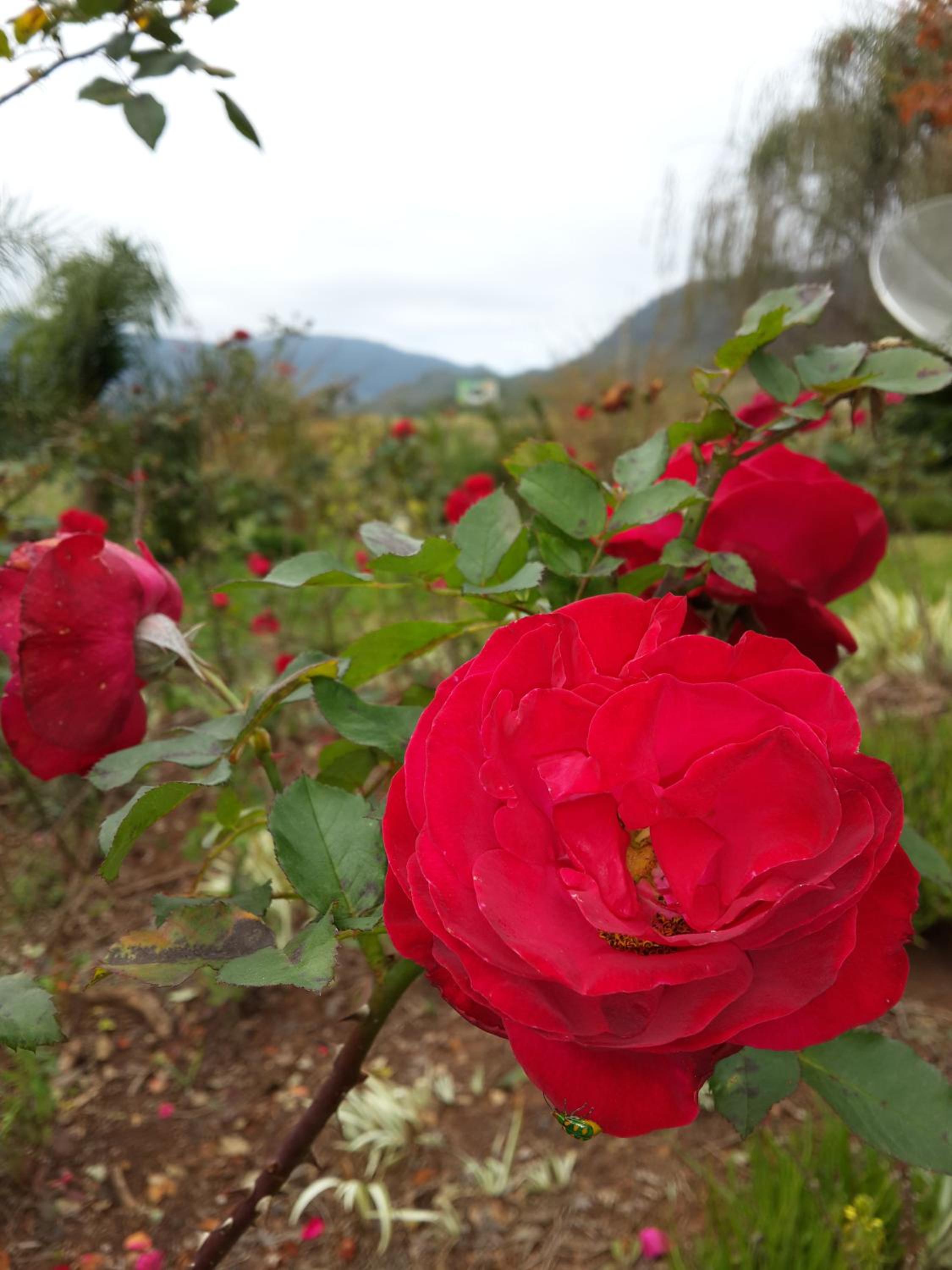 Photo 41