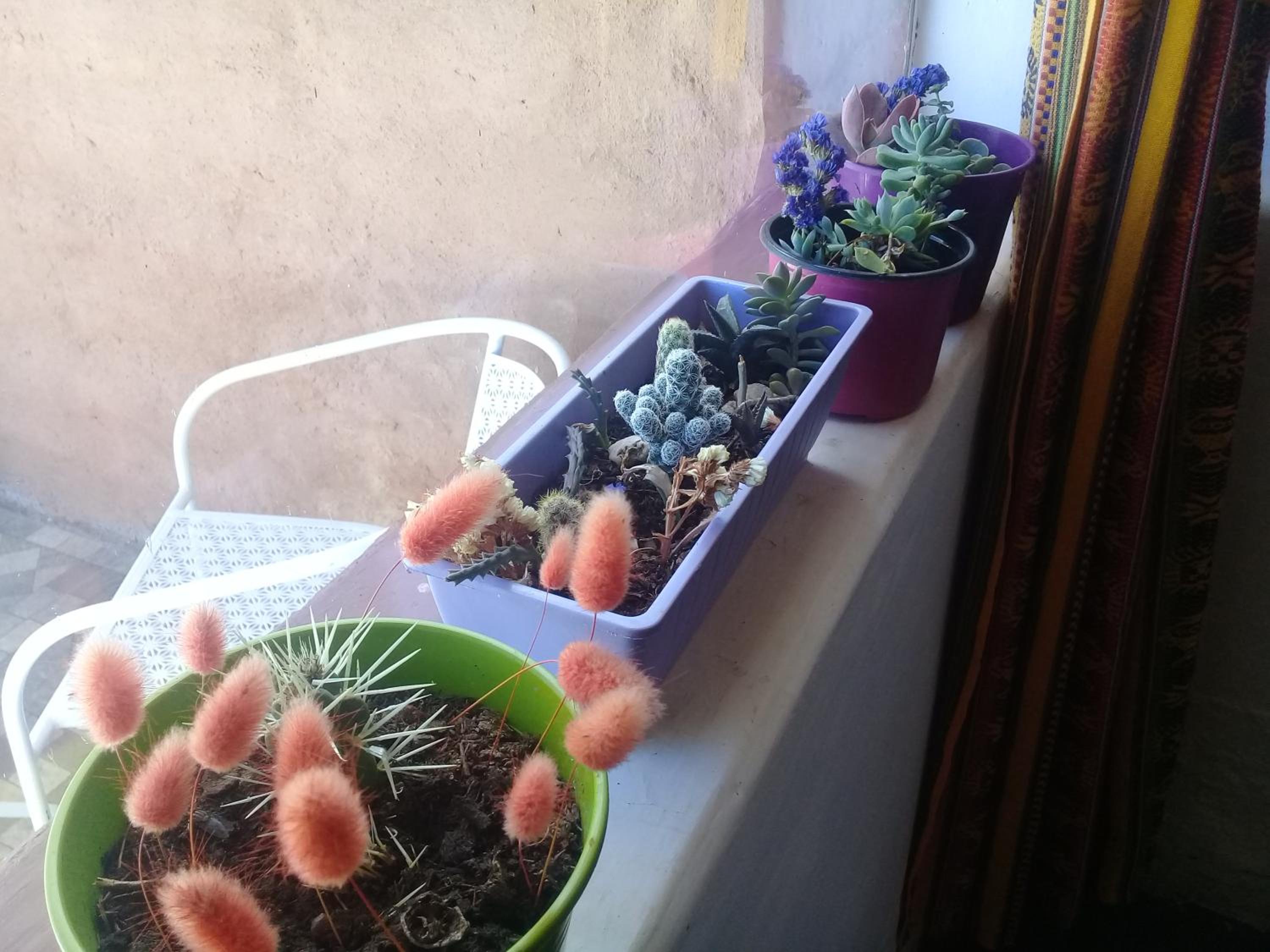 Cabaña El Cardón,casita en el campo quebradeño
