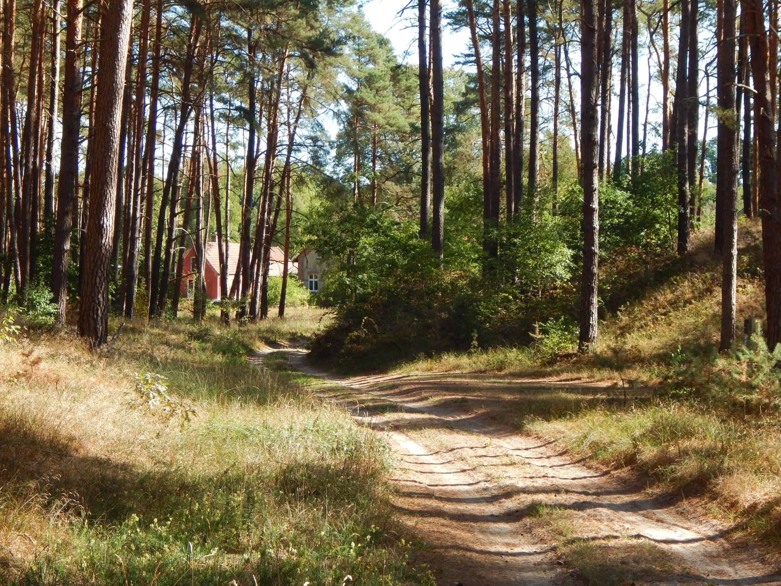 Ferienhaus am Wald mit Klavier, Holzofen, Sauna