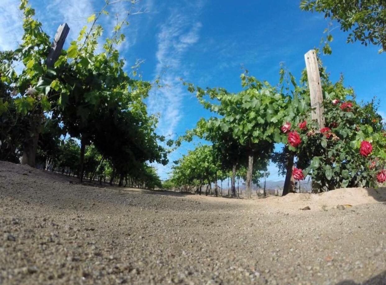 Ensenada Vacations - Finca Chavez - Property Image 25
