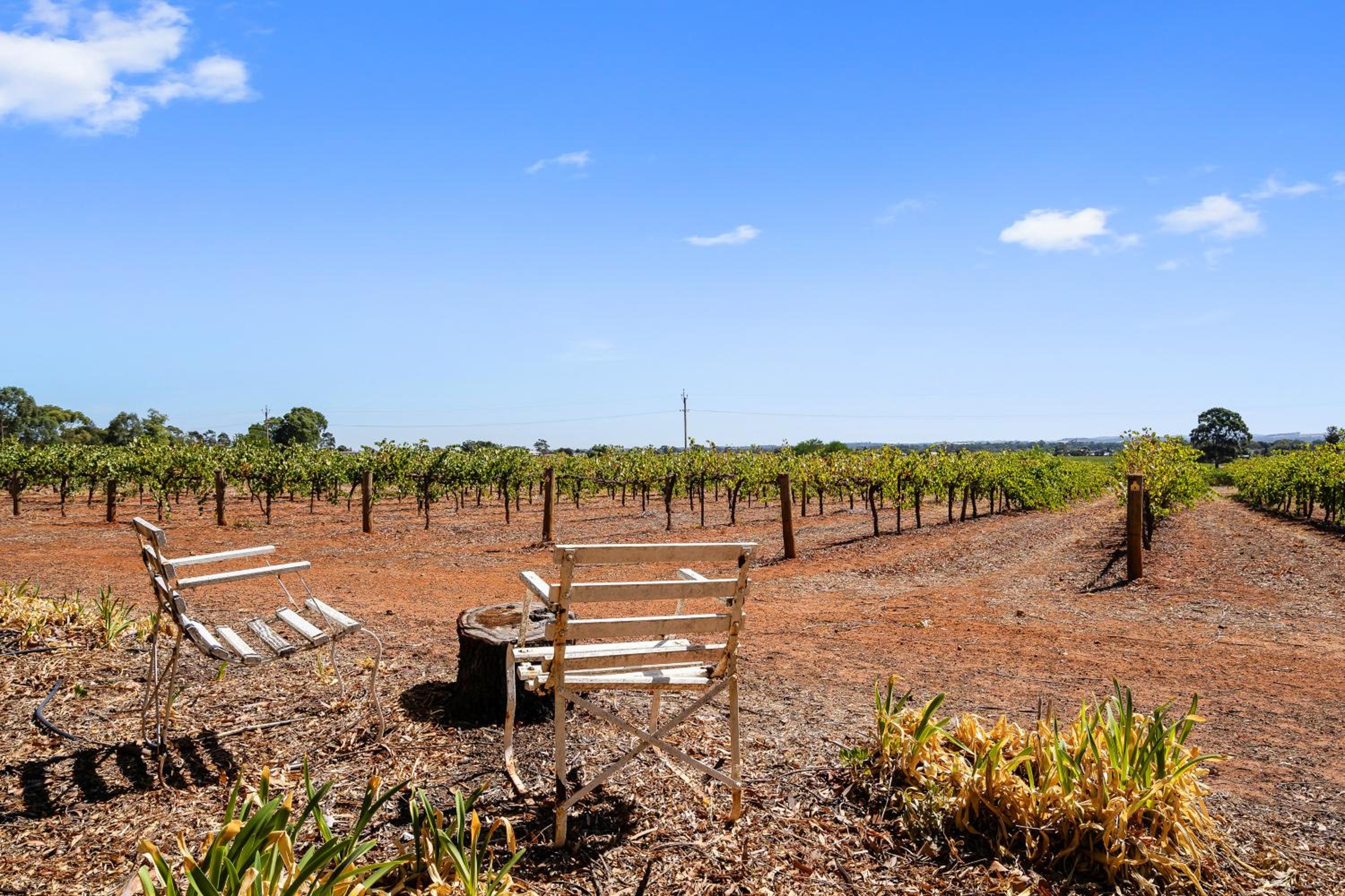 'In The Vines' Guest Cottage, Barossa Valley view 4