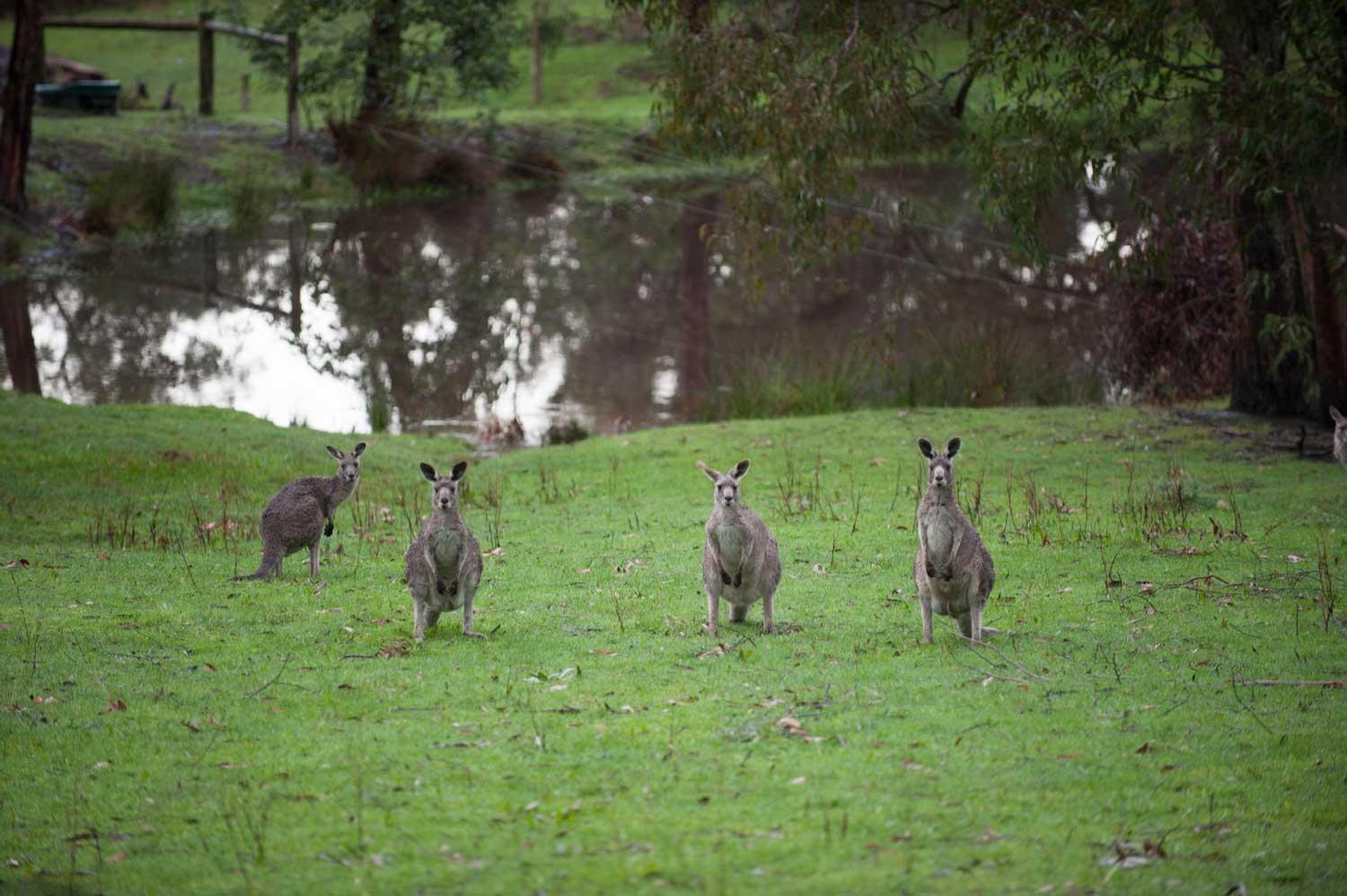 Home Farm Healesville