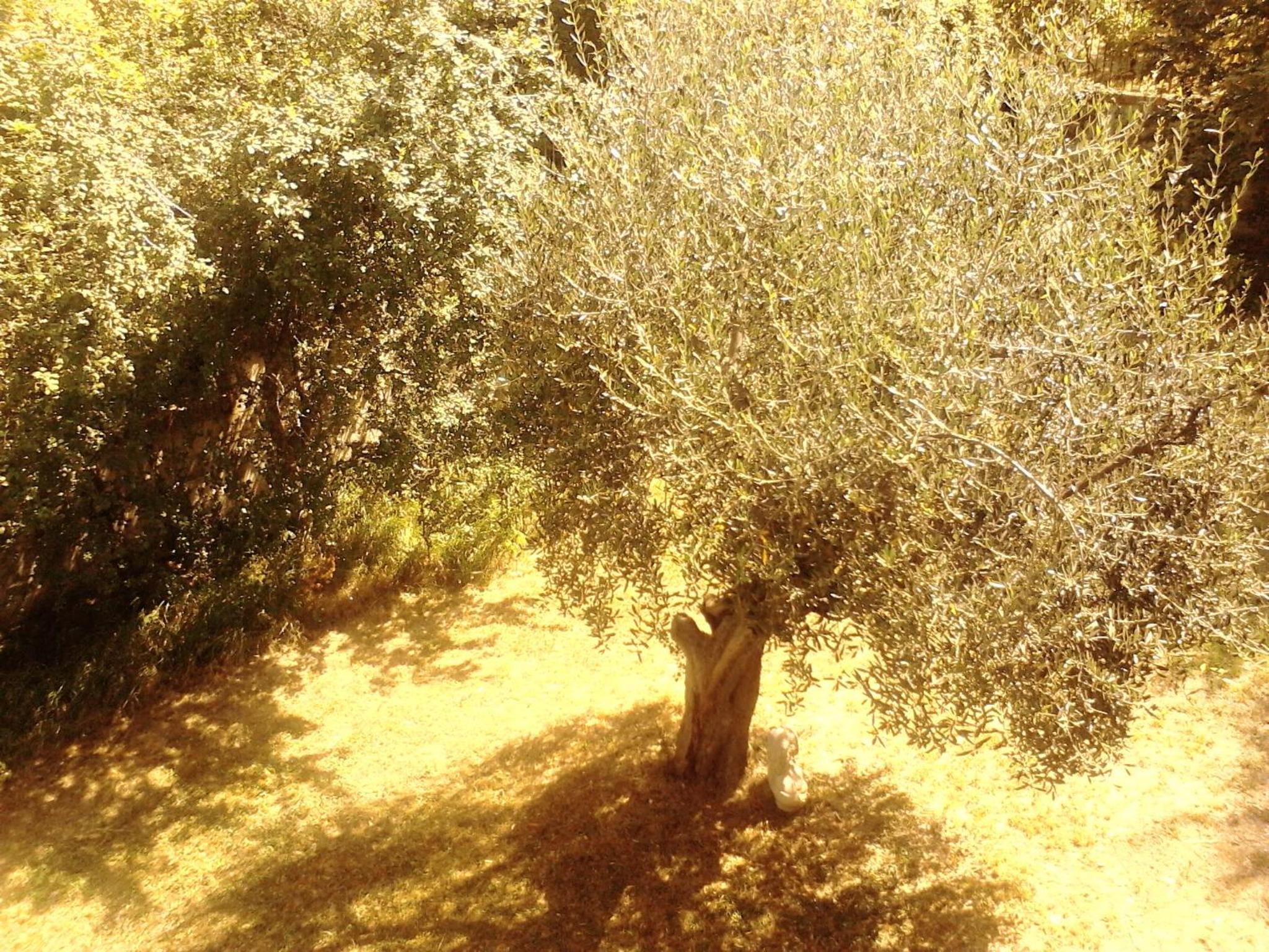 Oak Tree en Montefelcino