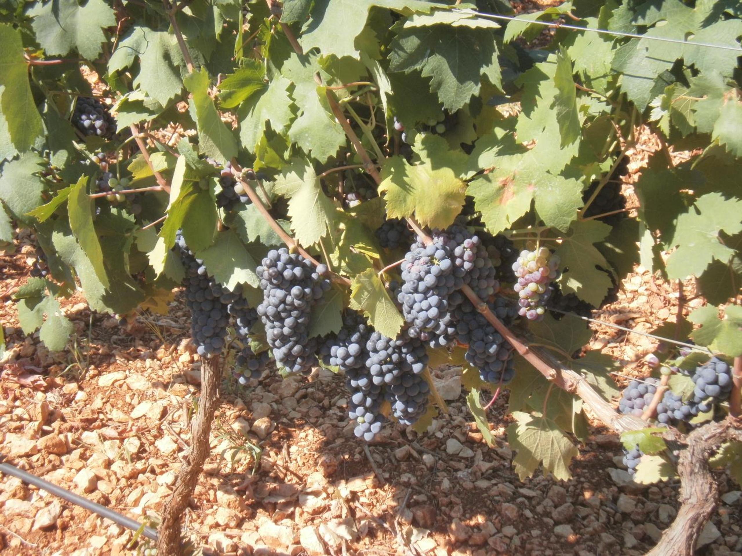 Masseria Nuova