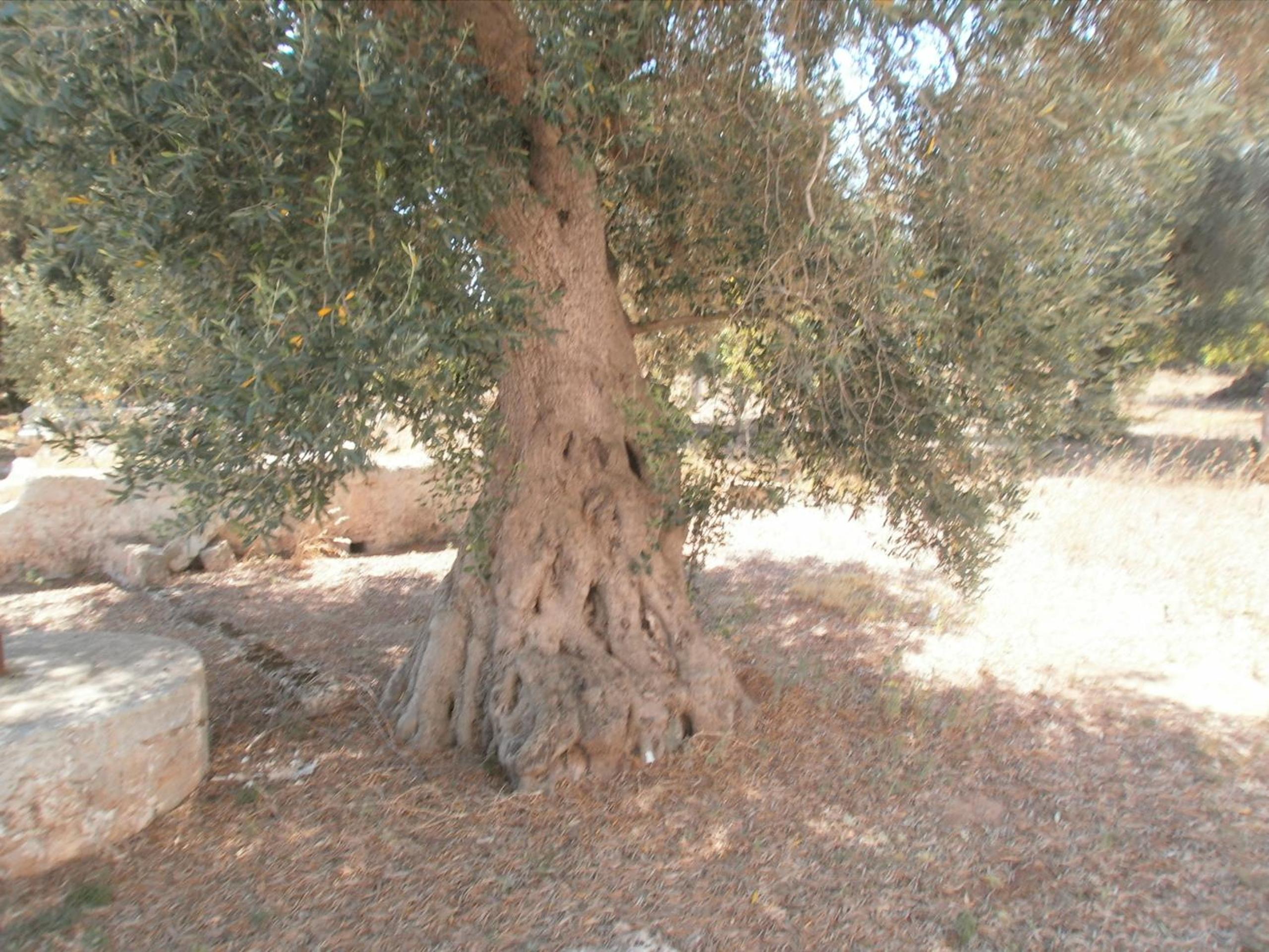 Masseria Nuova